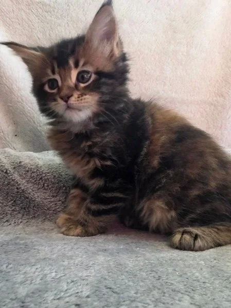 Poppy (Female)