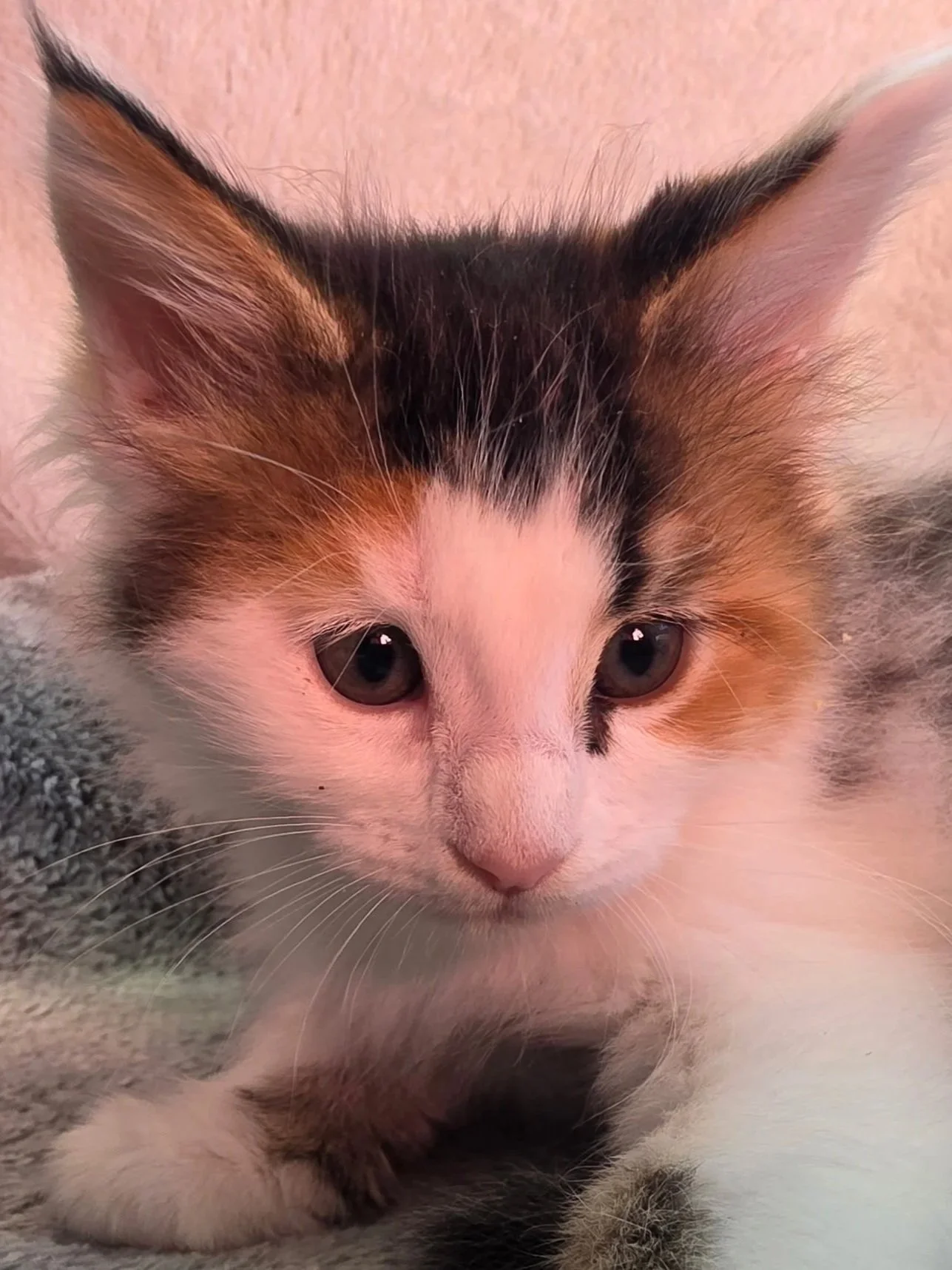 Clementine (Female)