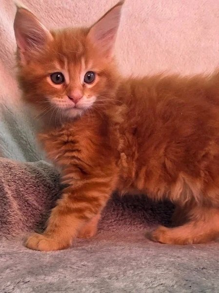 Maggie (Female)