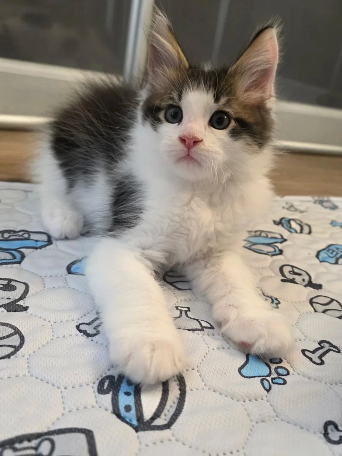 Jasper (Male)