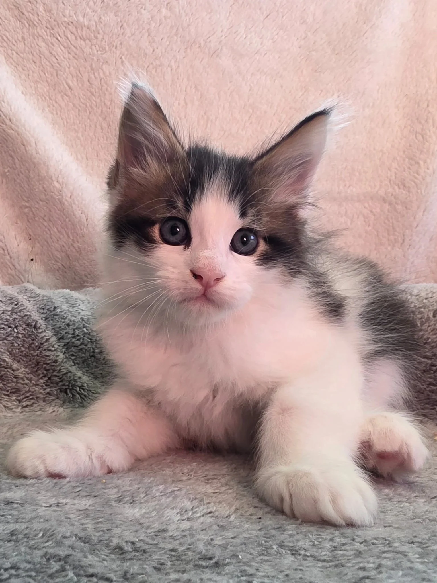 Jasper (Male)