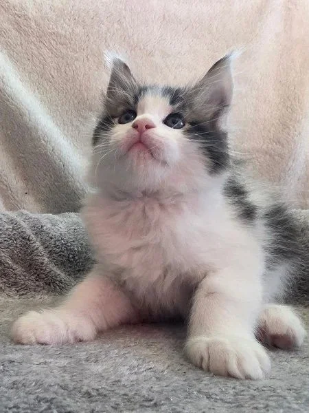 Otis (Male)