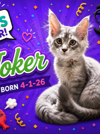 Joker (Male)
