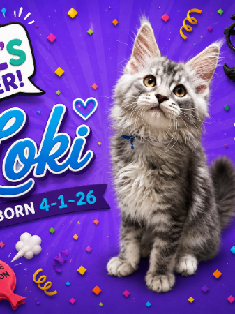 Loki (Male)