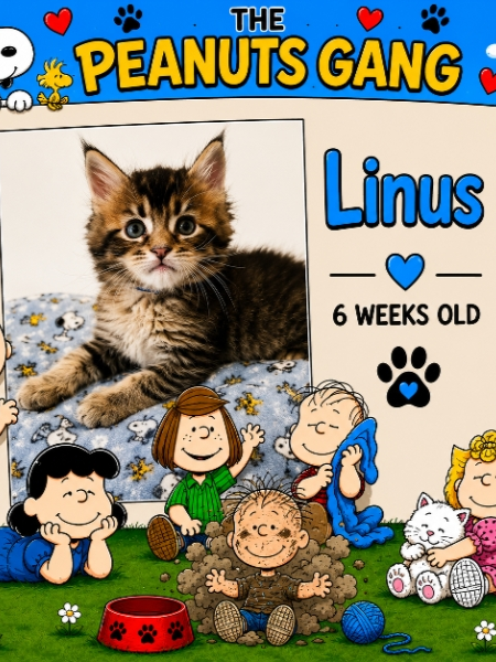 Linus  (Male)