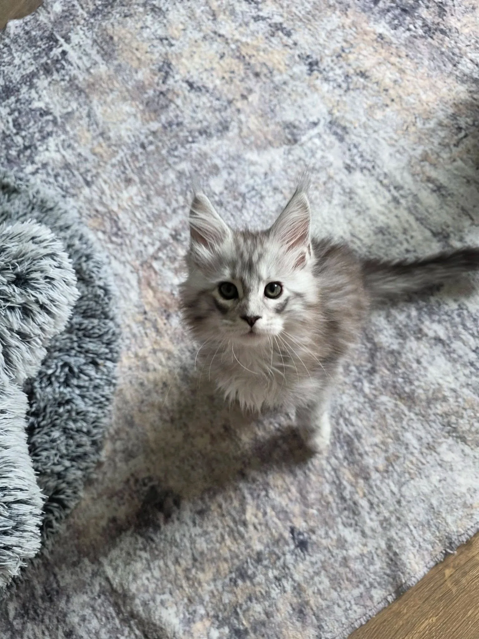 LLOYD (Male)