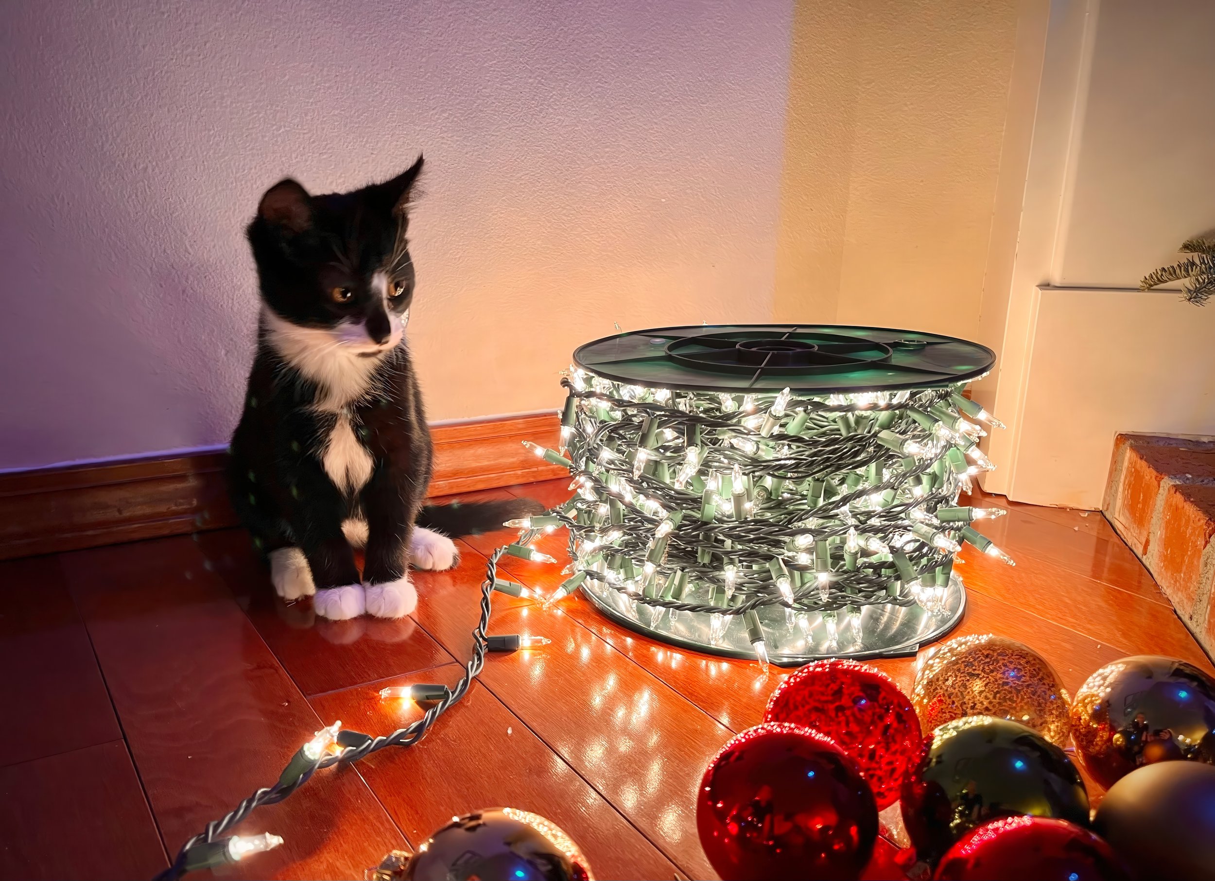 Christmas TurkeyIMG_4292-gigapixel-low resolution v2-2x.jpg