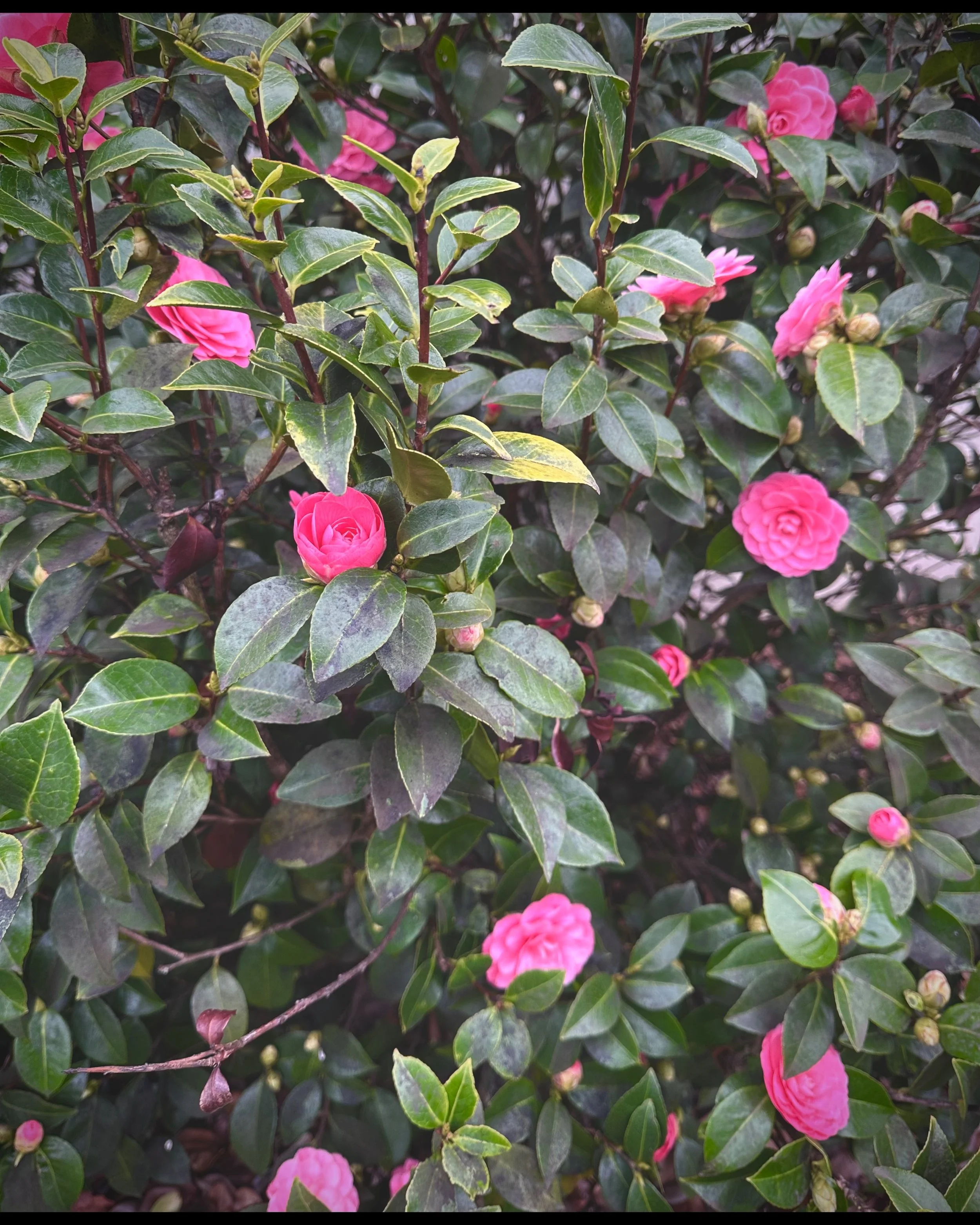 ISIMG-1005823.jpg