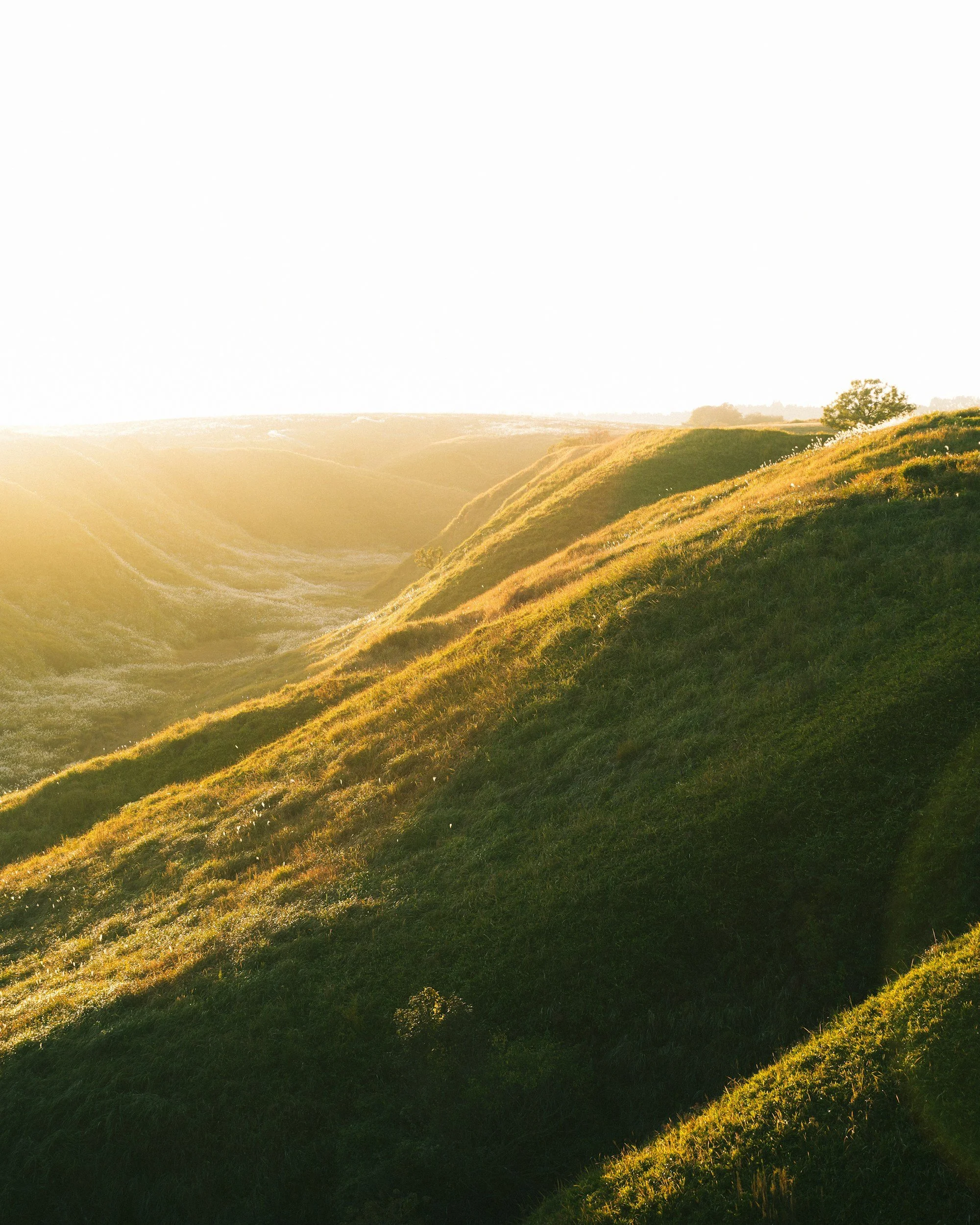 Sunlit rolling green hills at sunrise or sunset.