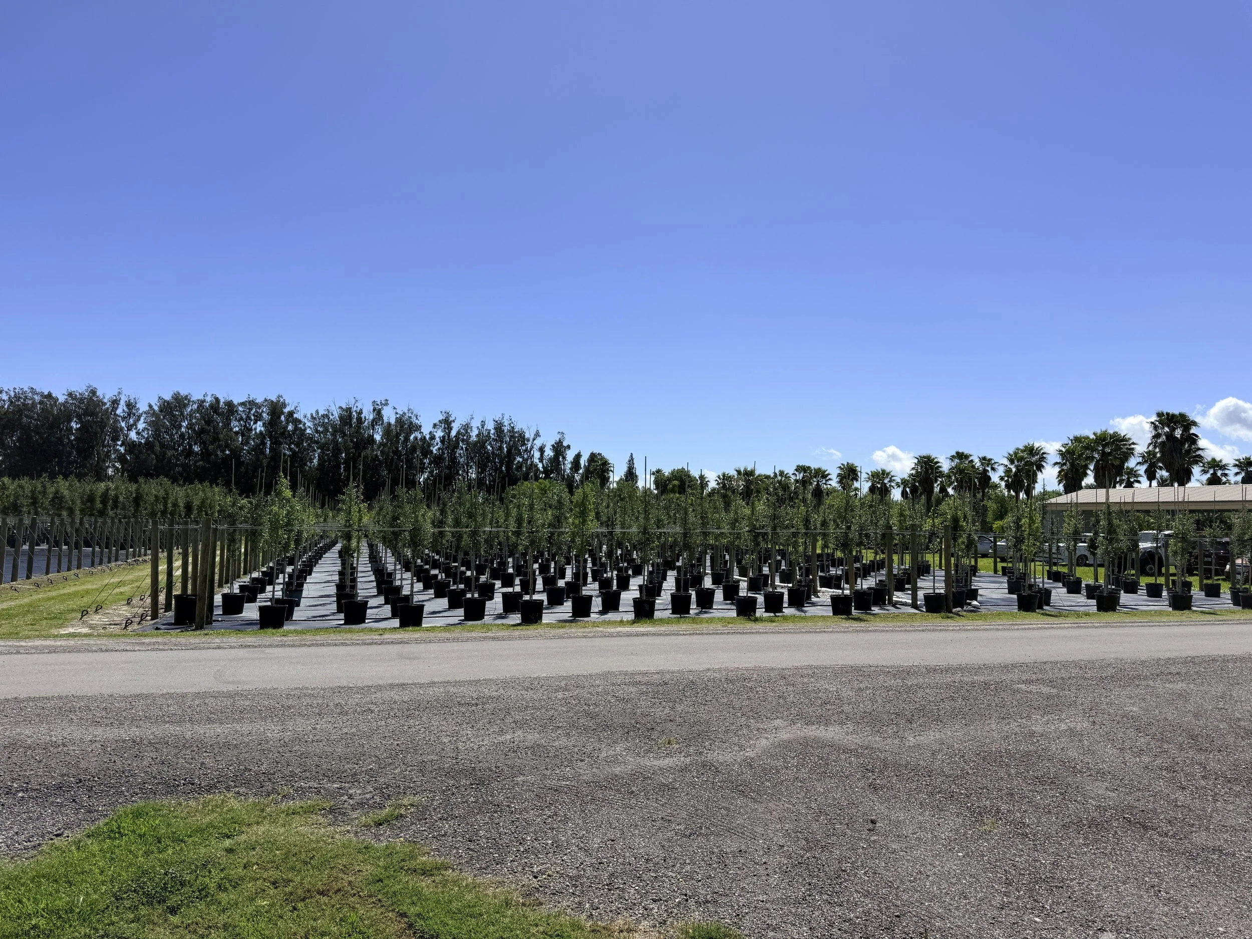 First stop Summer crush vineyard! 