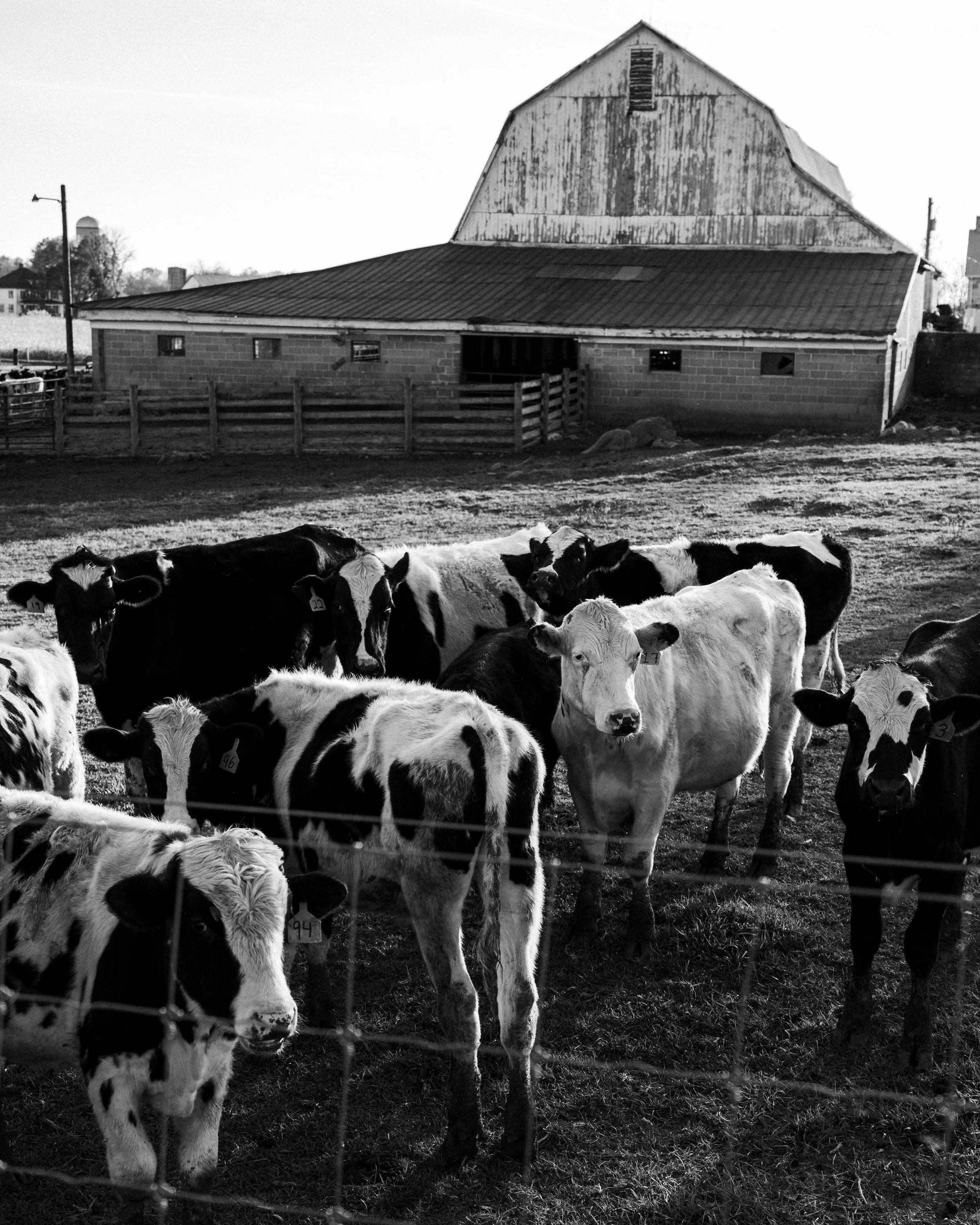 Black and white photo of a group of calves on a farm, standing behind a wire fence with a barn and a fenced pasture in the background.