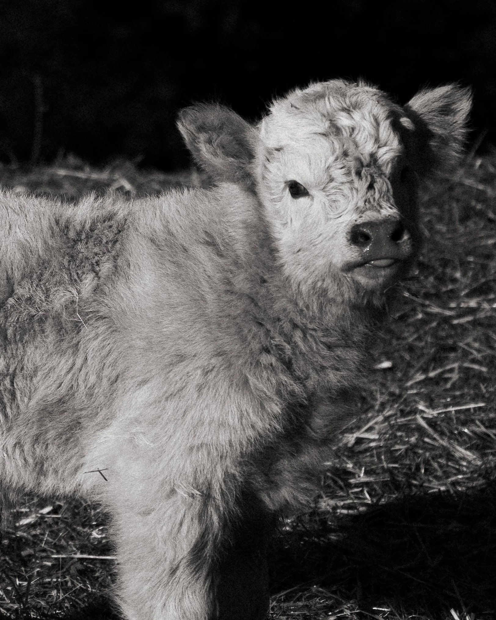 A black and white photo of a young cow standing outdoors, looking towards the camera.