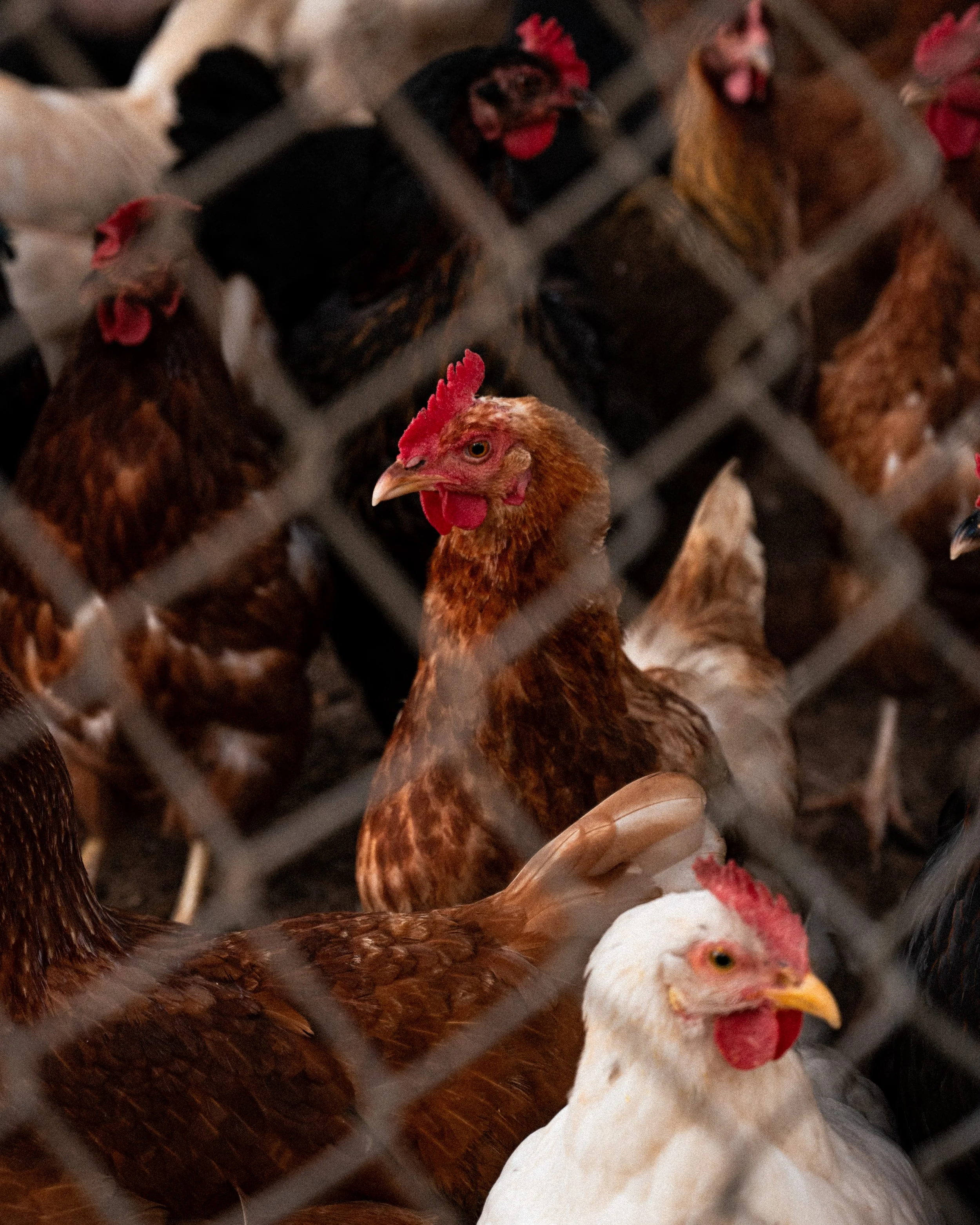Multiple chickens, mostly brown with some white, behind a wire fence in a chicken coop.