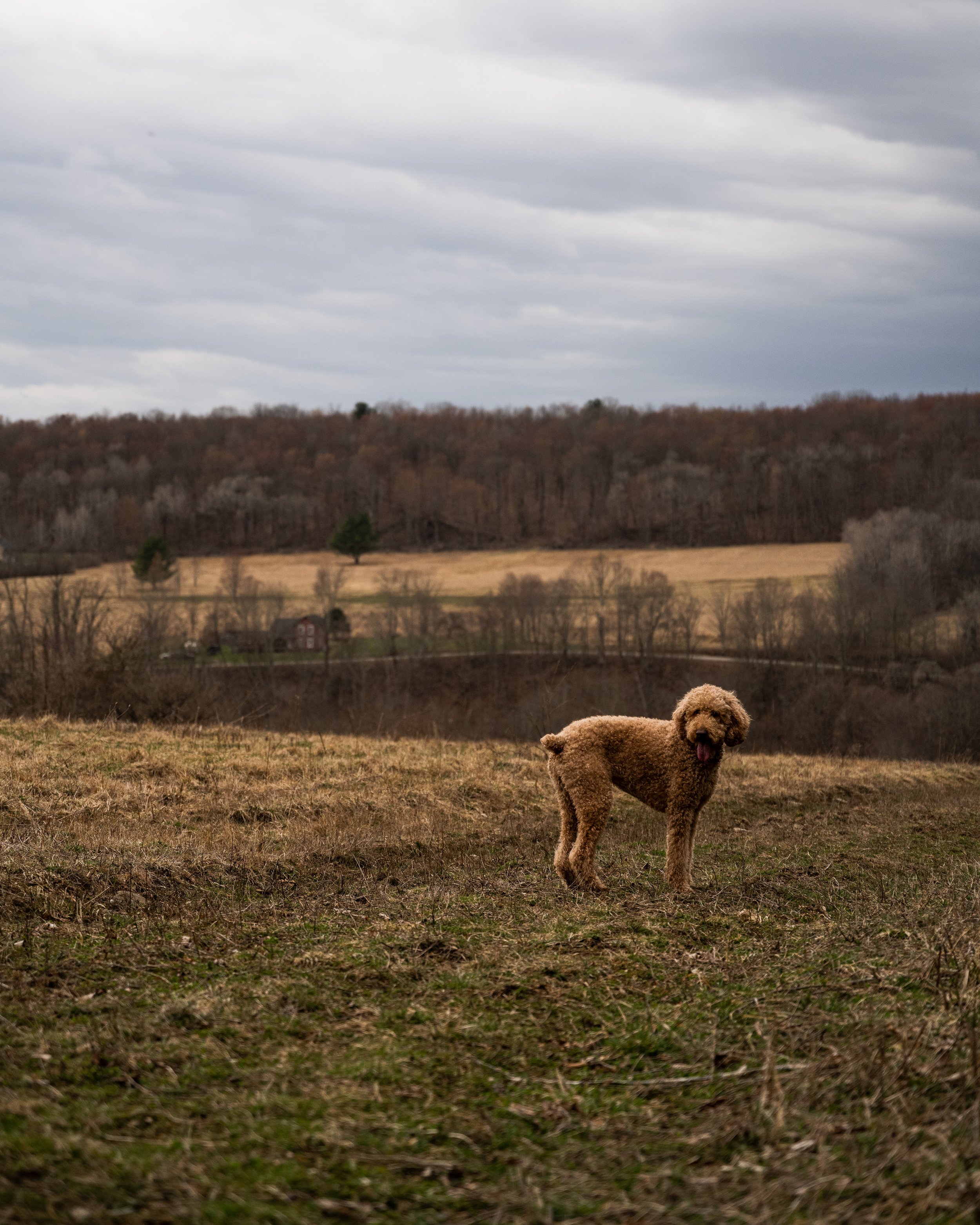A brown curly-haired dog standing in a grassy field on a cloudy day, with rolling hills and leafless trees in the background.