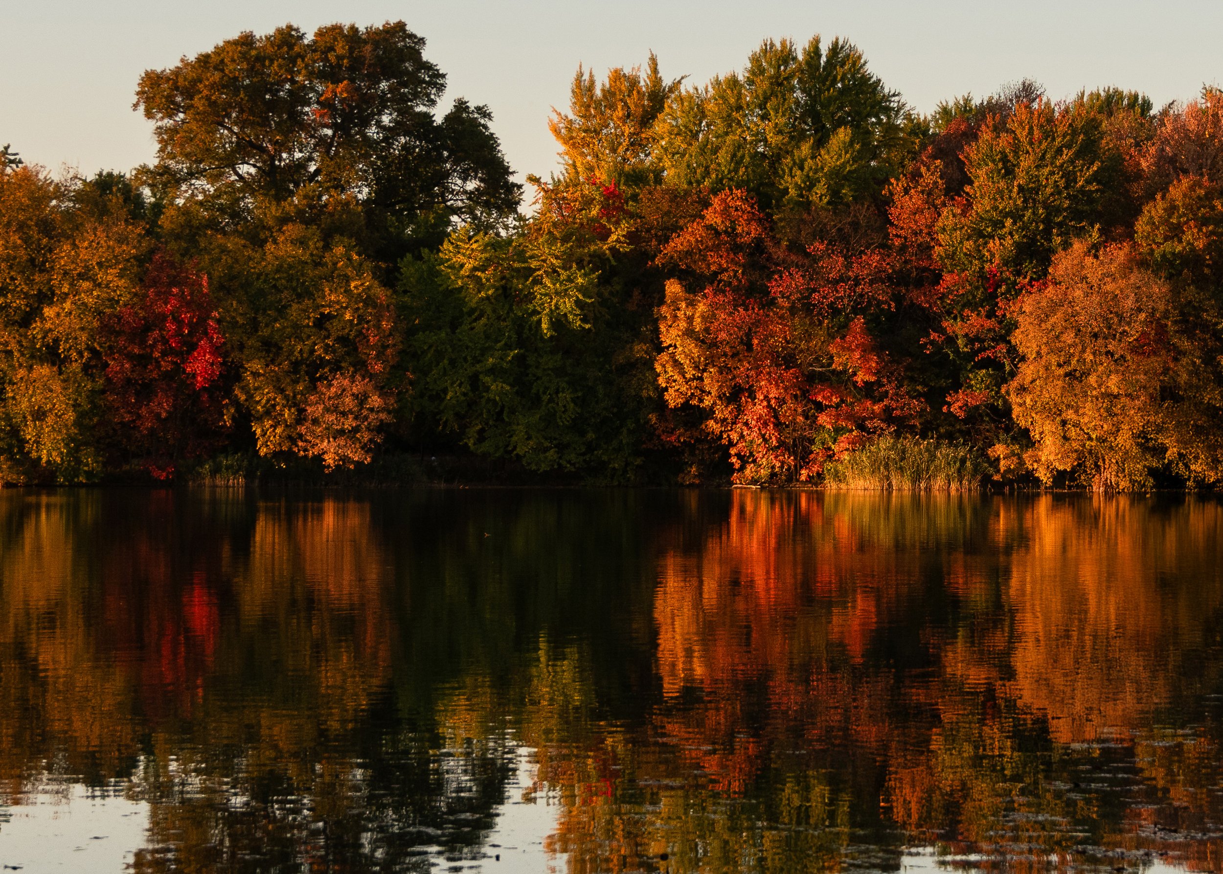 Autumn trees with colorful foliage reflecting on a calm lake at sunset.
