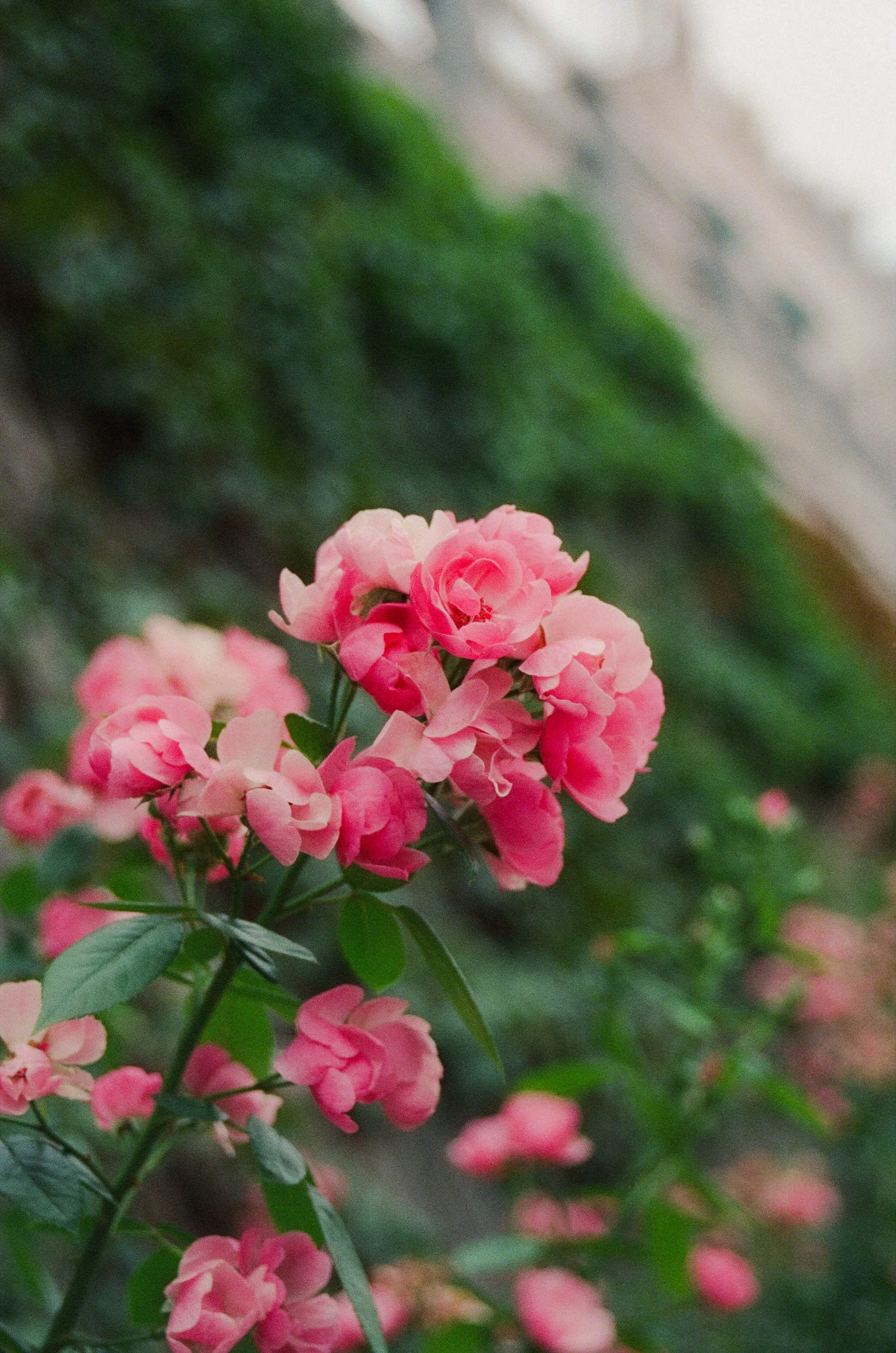 Pink blooming flower with green leaves in a garden setting.