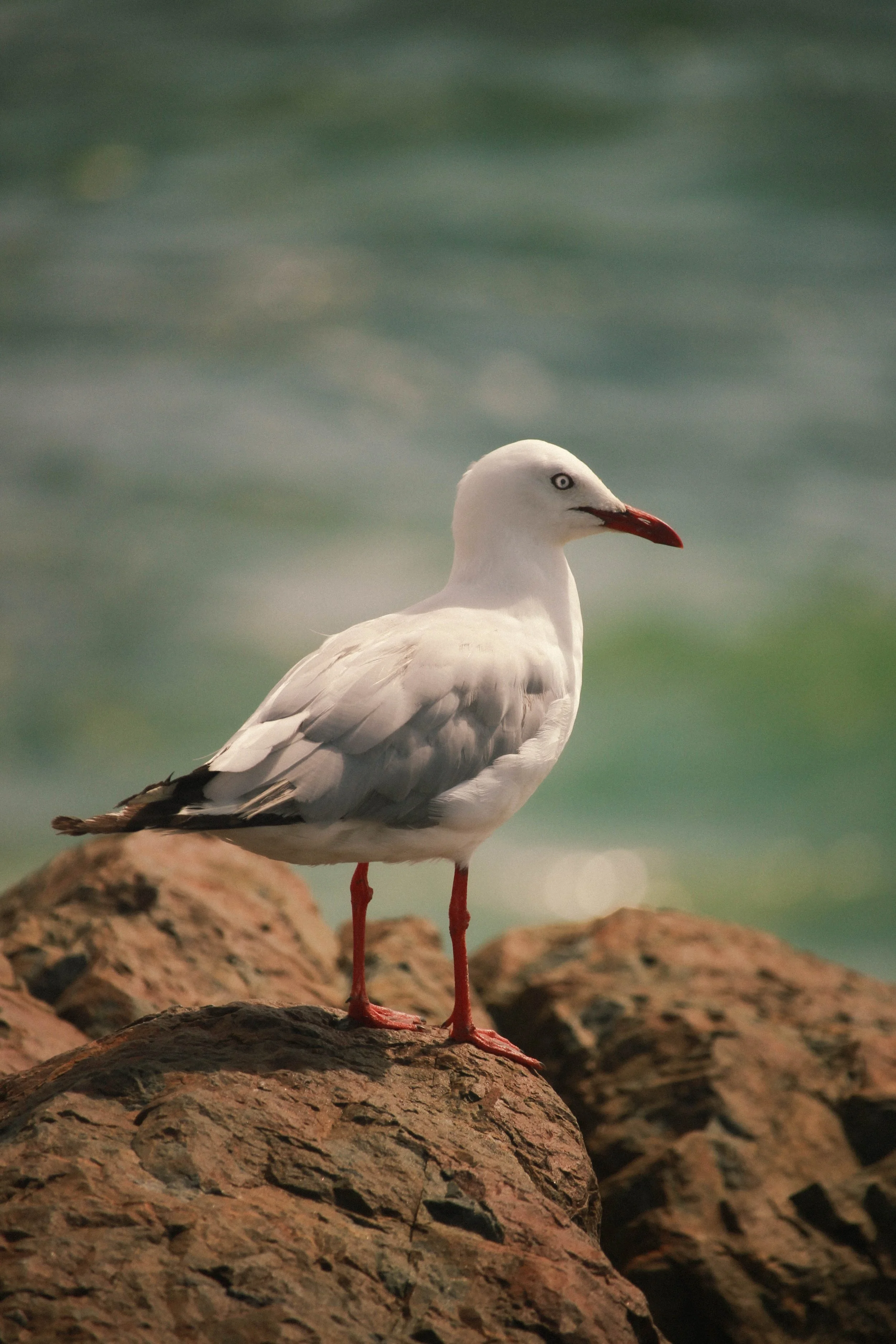 A seagull standing on a rocky shore with water in the background.