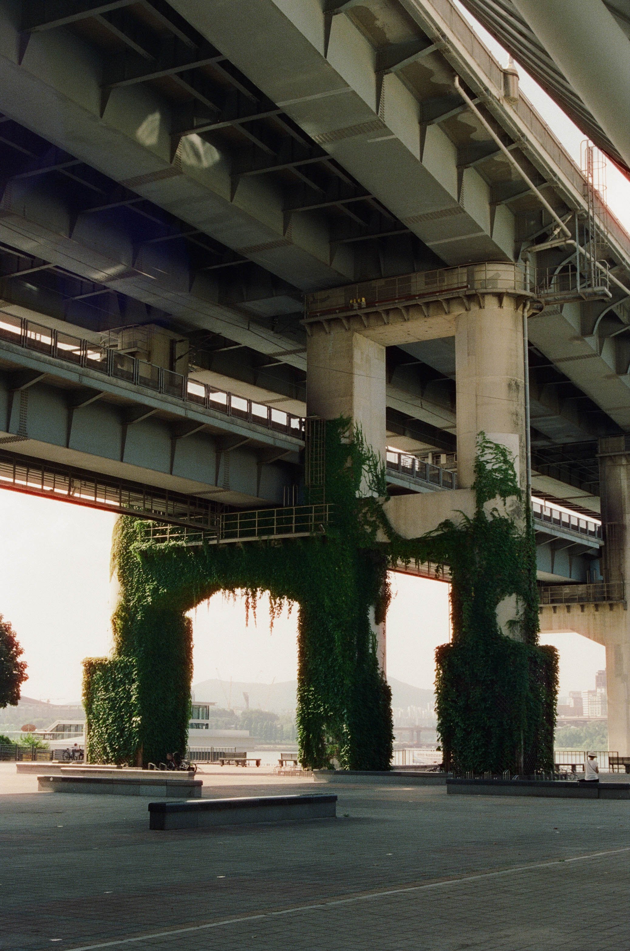 Underneath a large bridge with concrete supports and metal structures, green vines grow on the support columns, creating an archway.
