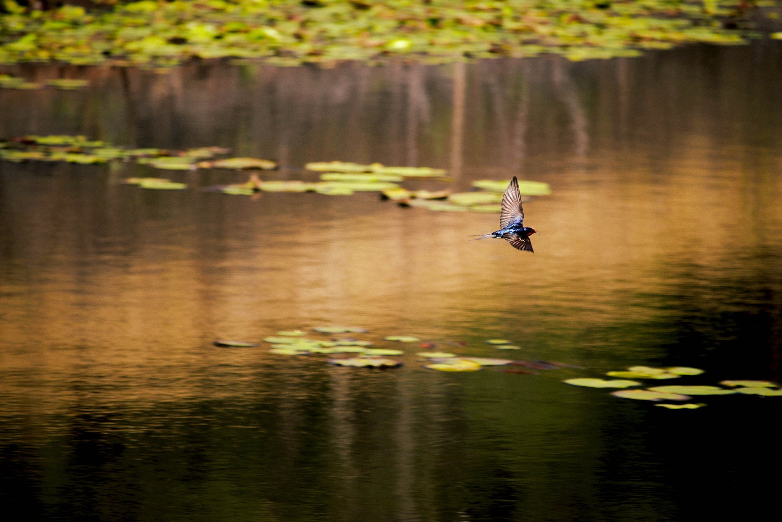 A bird flying over a calm pond with lily pads and reflected trees in the water.