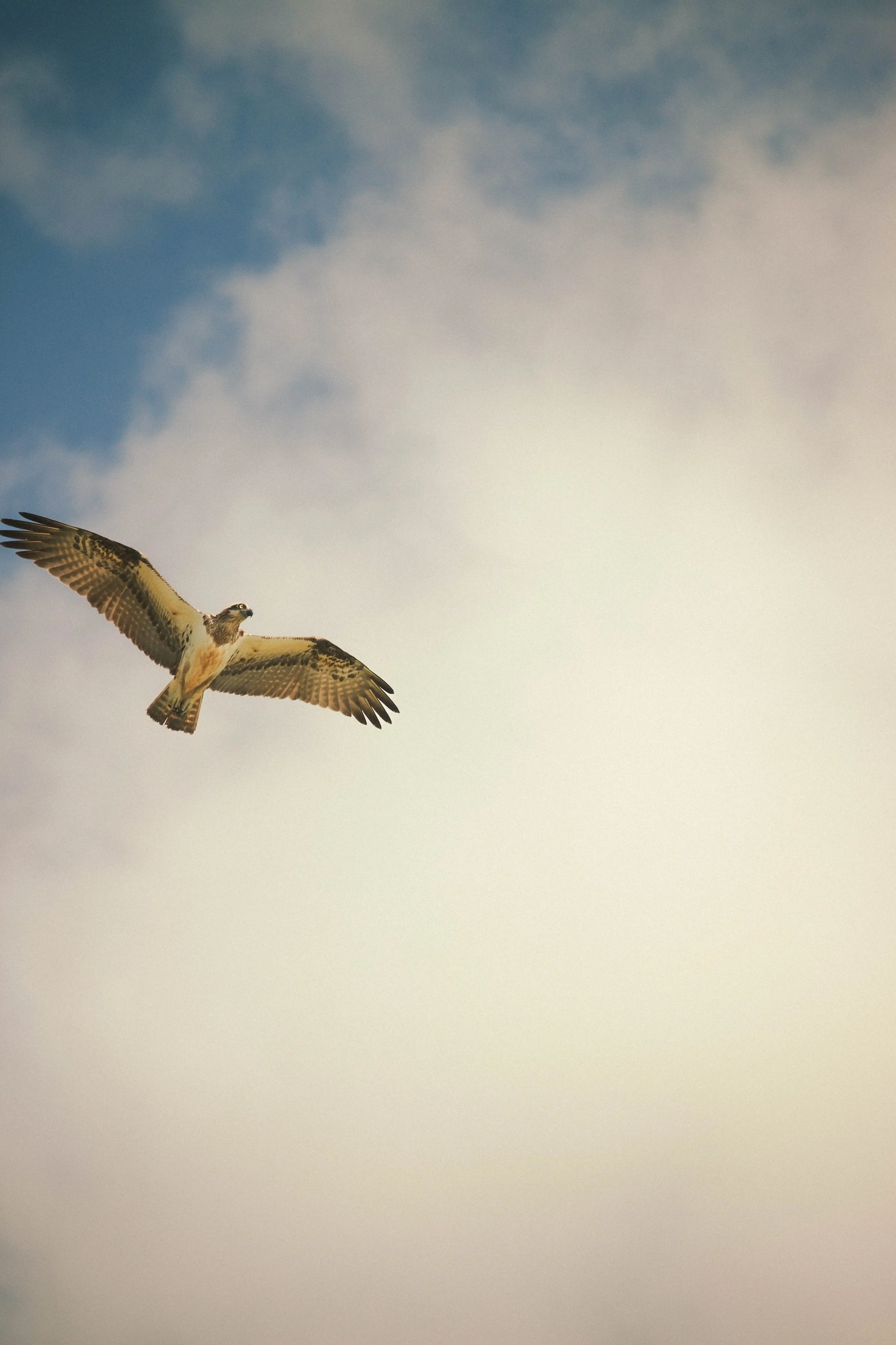 A bird of prey soaring through the sky with outstretched wings against a backdrop of blue and cloudy sky.