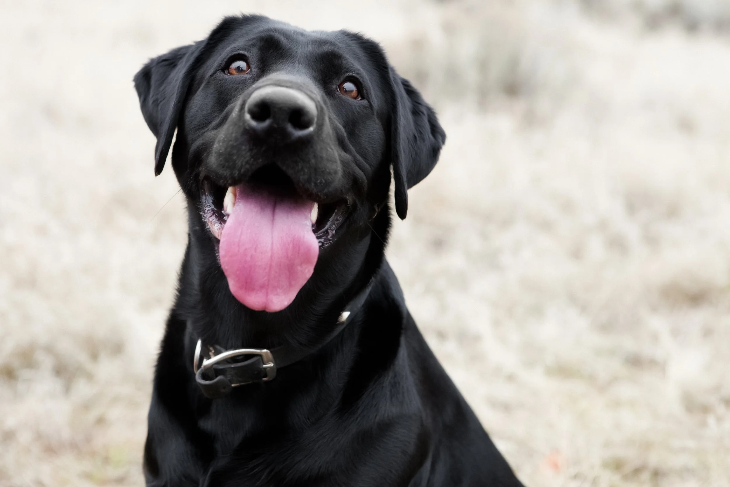 A Gentle Goodbye: Finding Comfort After the Loss of a Beloved Pet