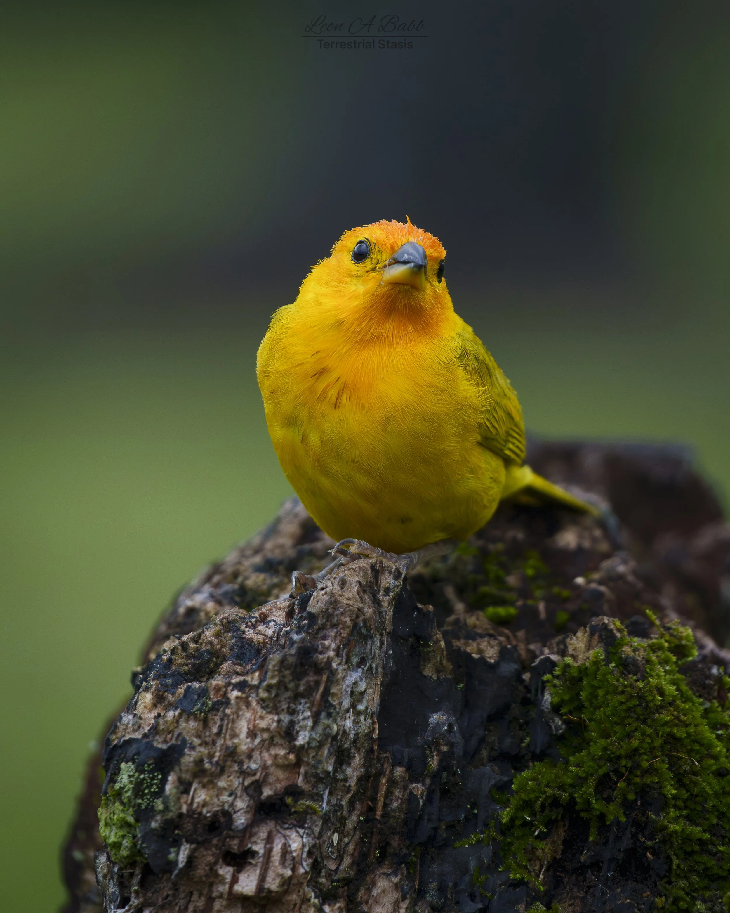 _A7C3942.jpg