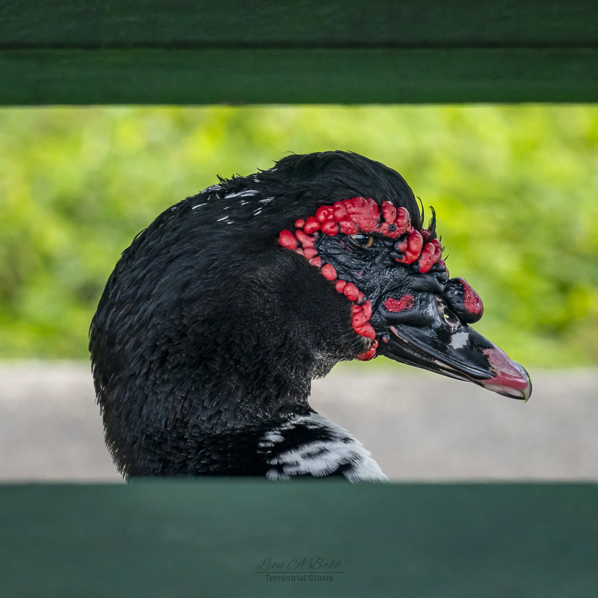 _A7C8562.jpg