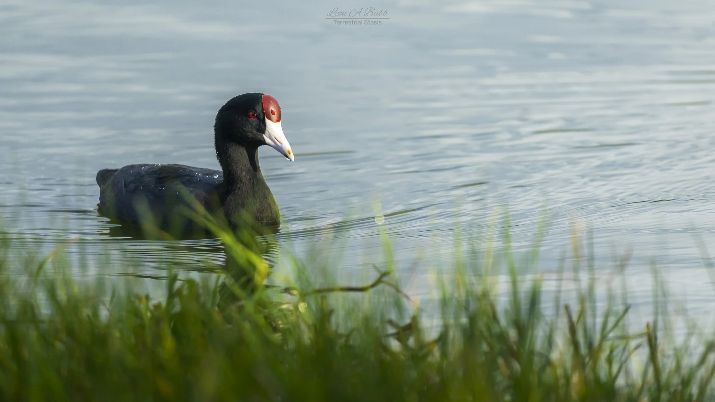 A black duck with a red and white beak and red eyes swimming in a body of water with green grass in the foreground.