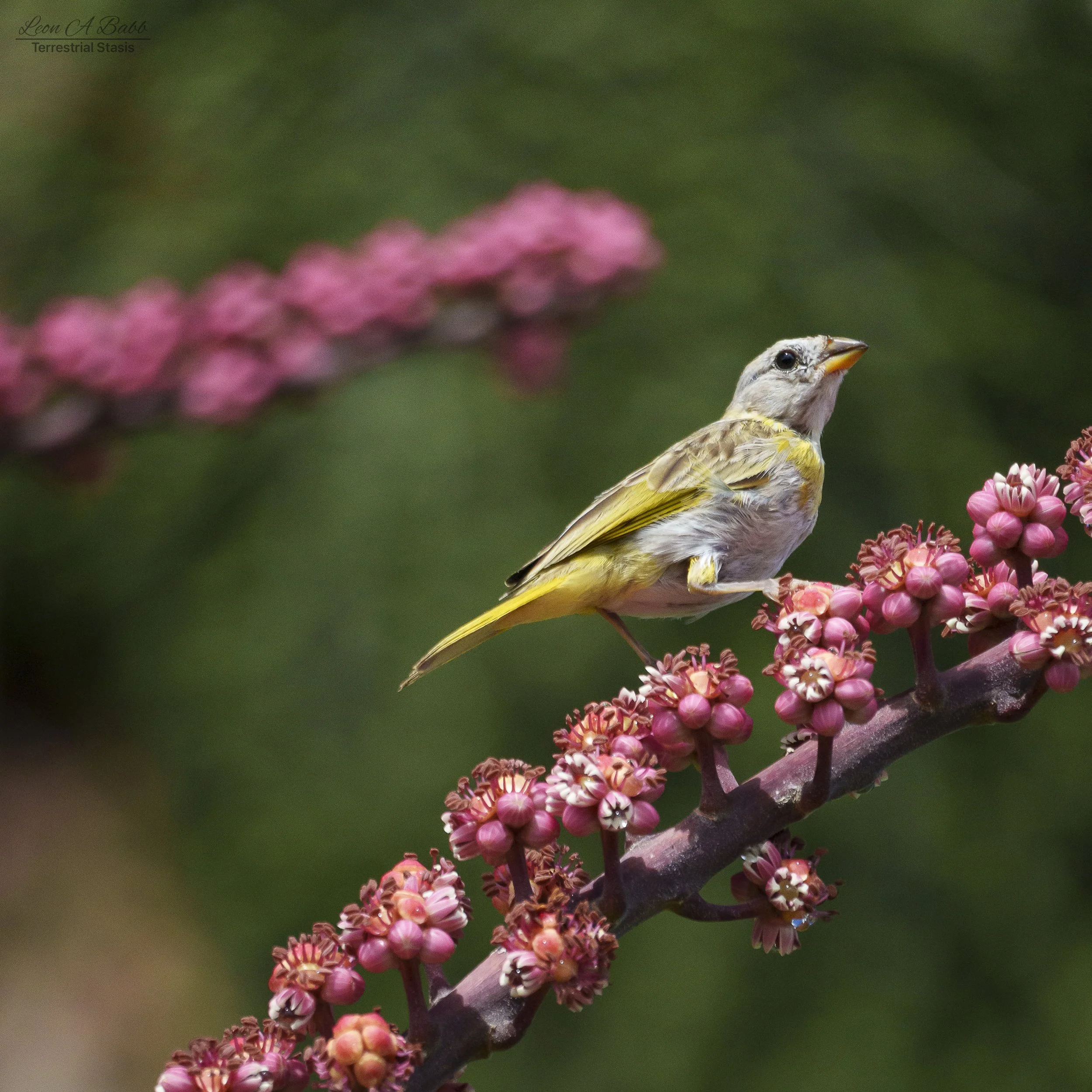 _A7C4233.jpg