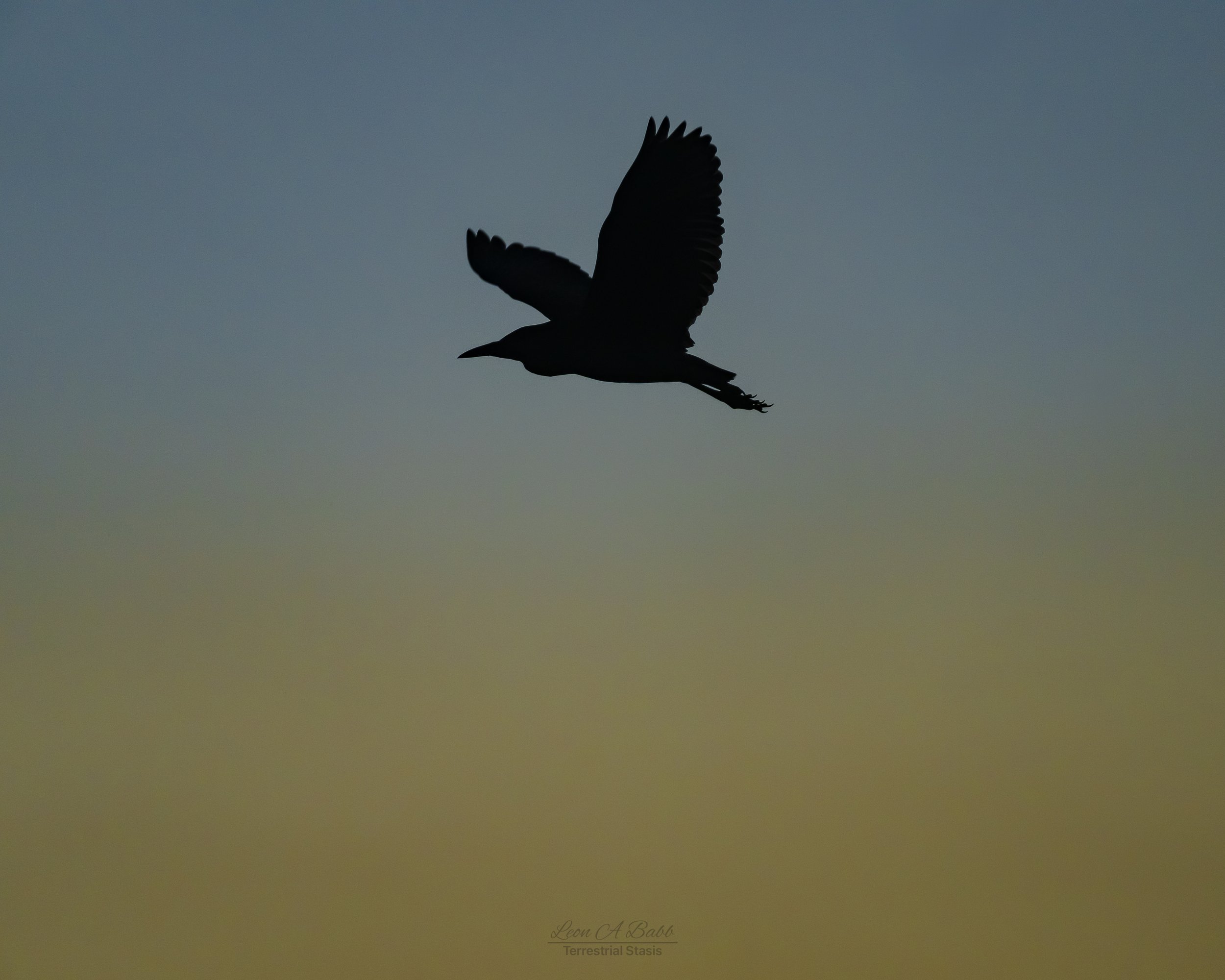 Silhouette of a bird flying against a colorful twilight sky.