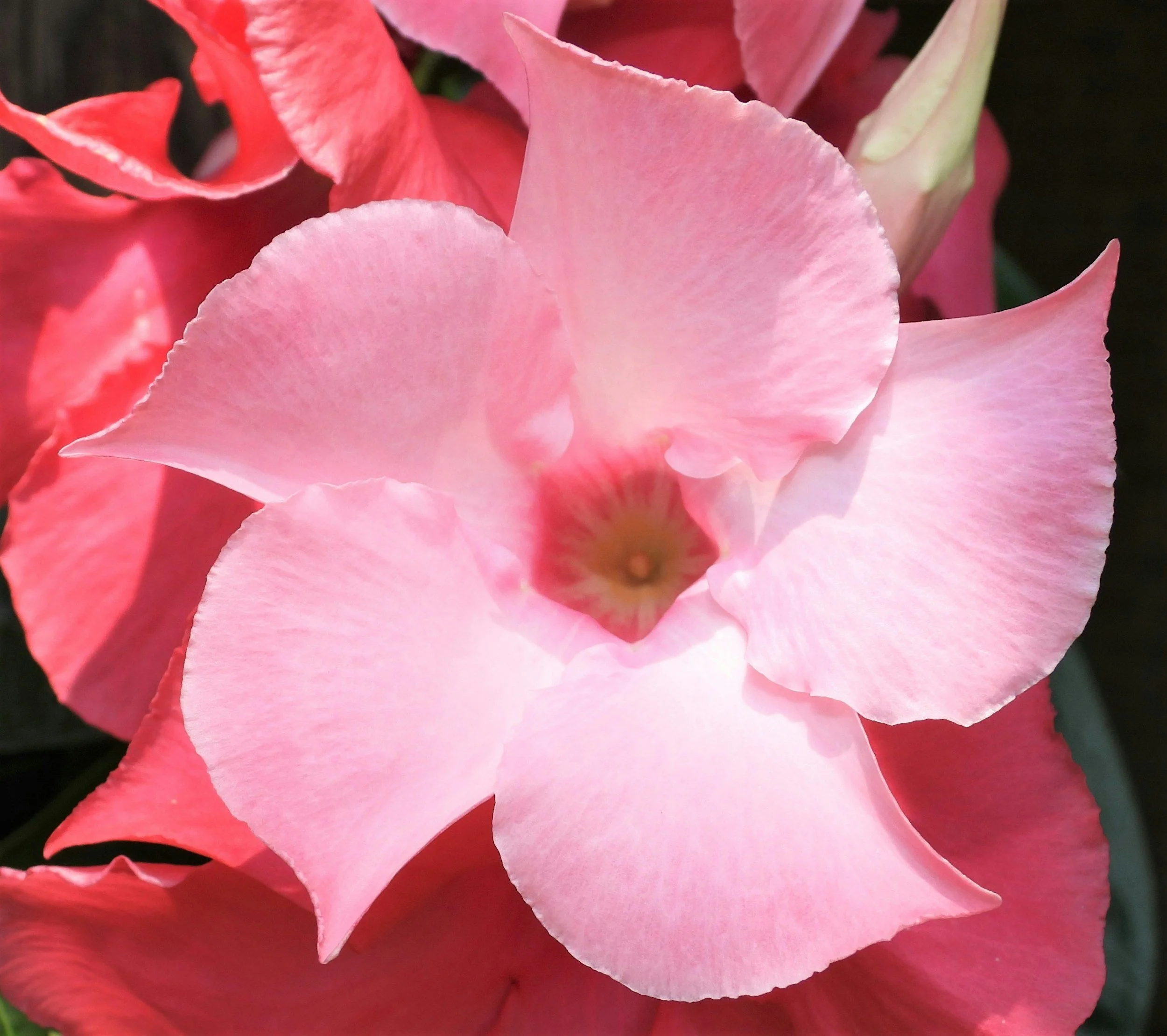 Light pink mandevilla flower with five petals.