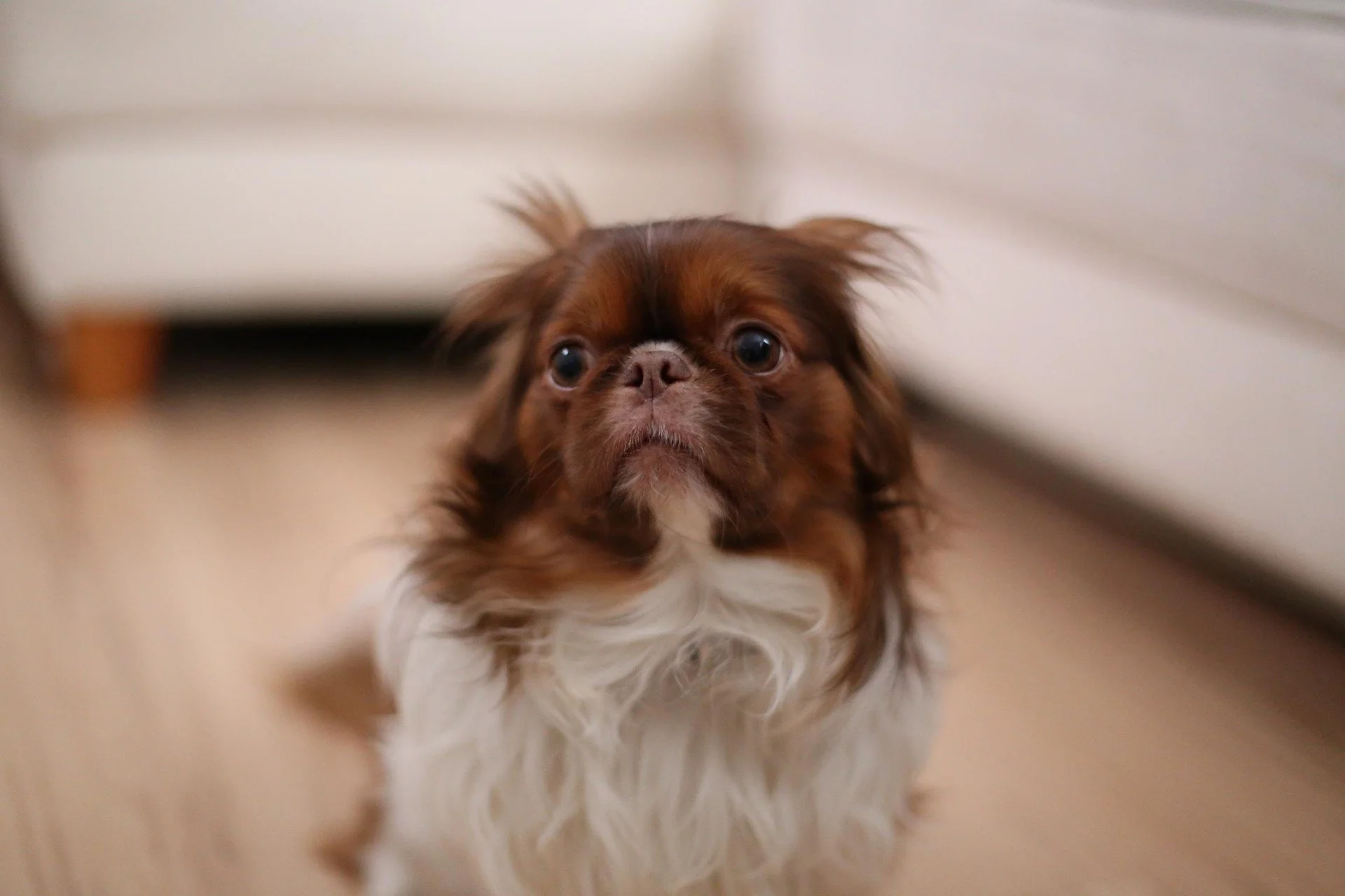 My dog is extremely fearful, much more than any other dog I've owned. I've heard that anxiety can be genetic—does that mean my dog's behavior is inherited, or could it be due to how I raised him?
