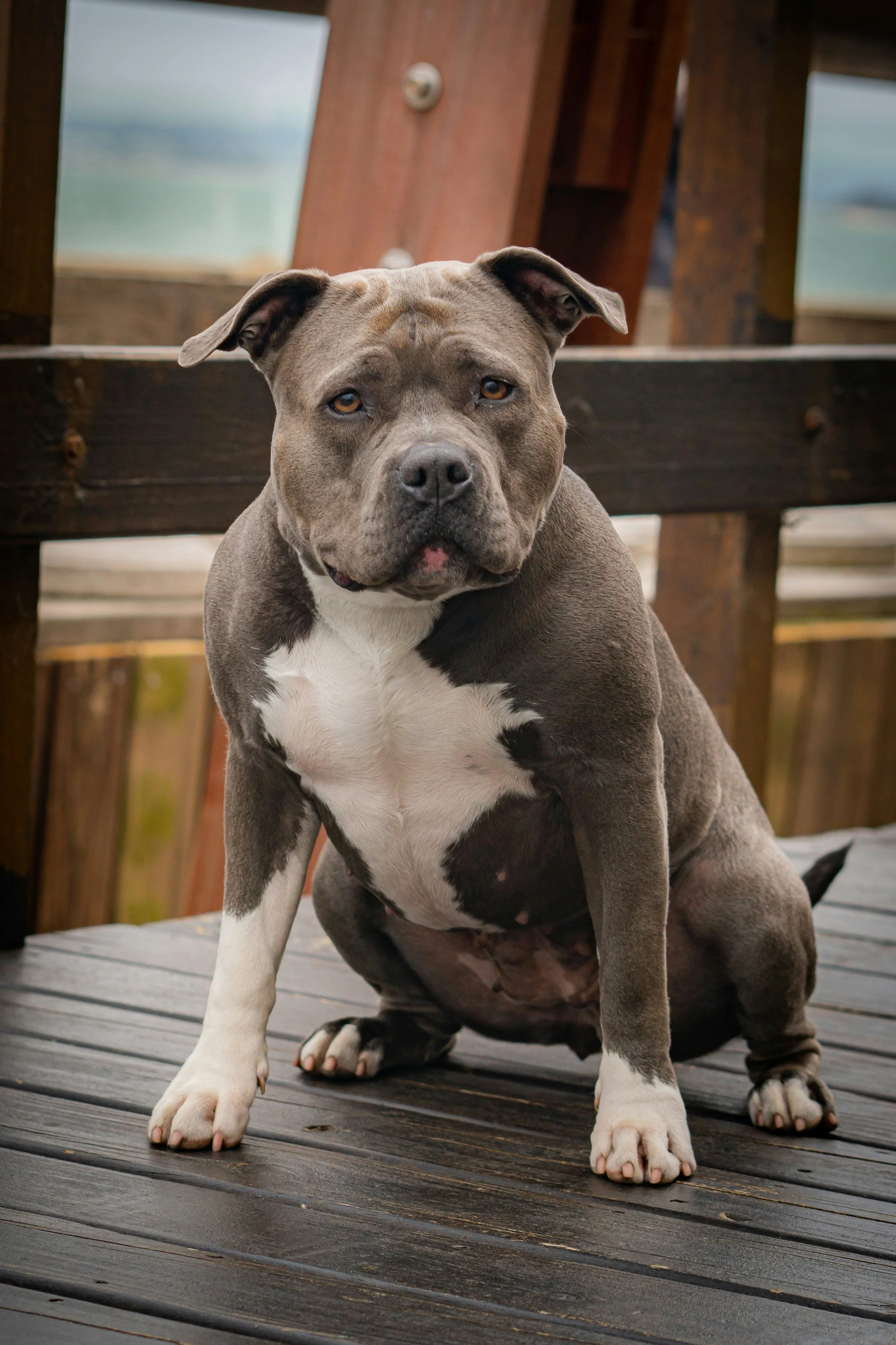 Are Pit bull type dogs more aggressive?