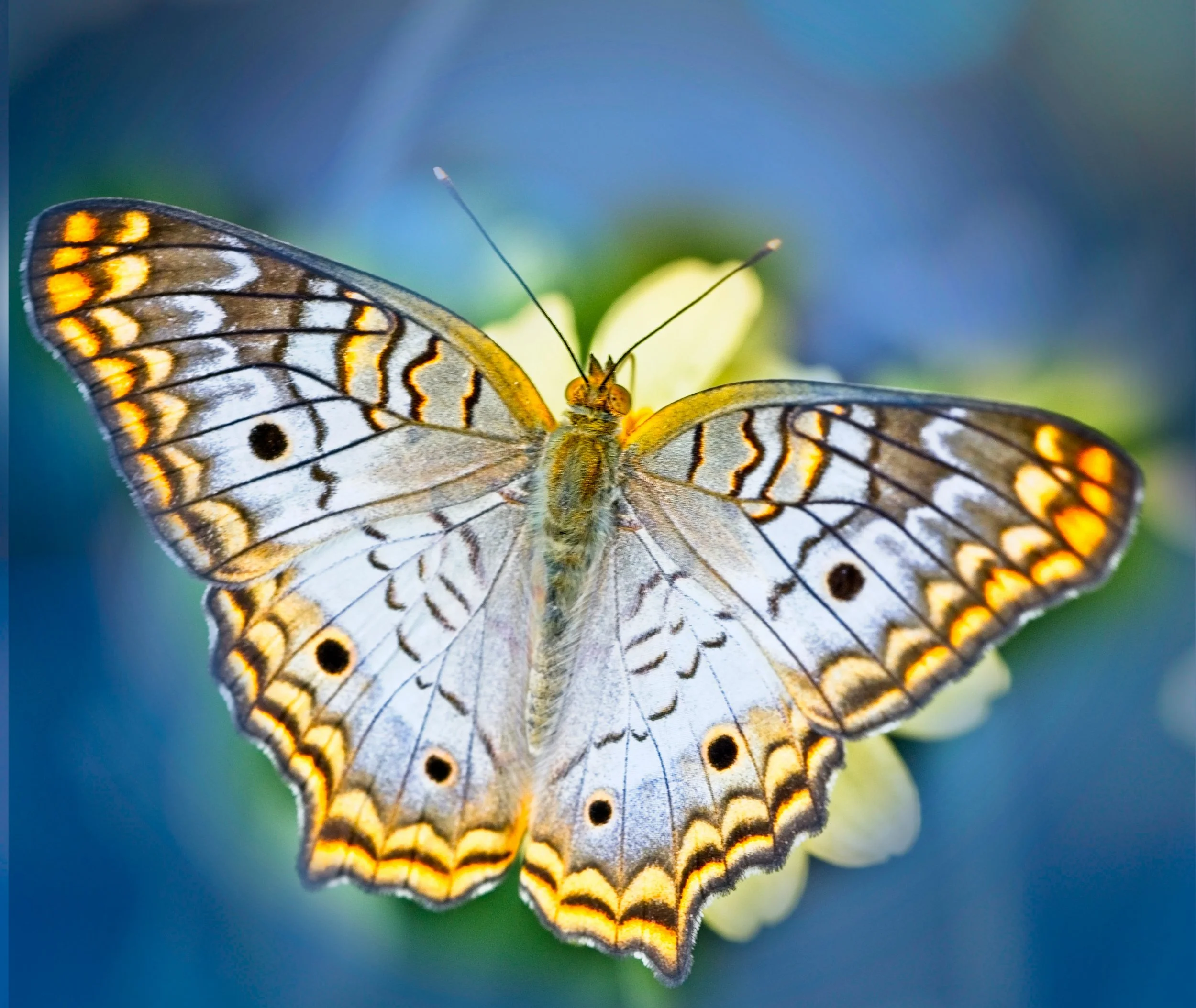 Butterflies inspire us!