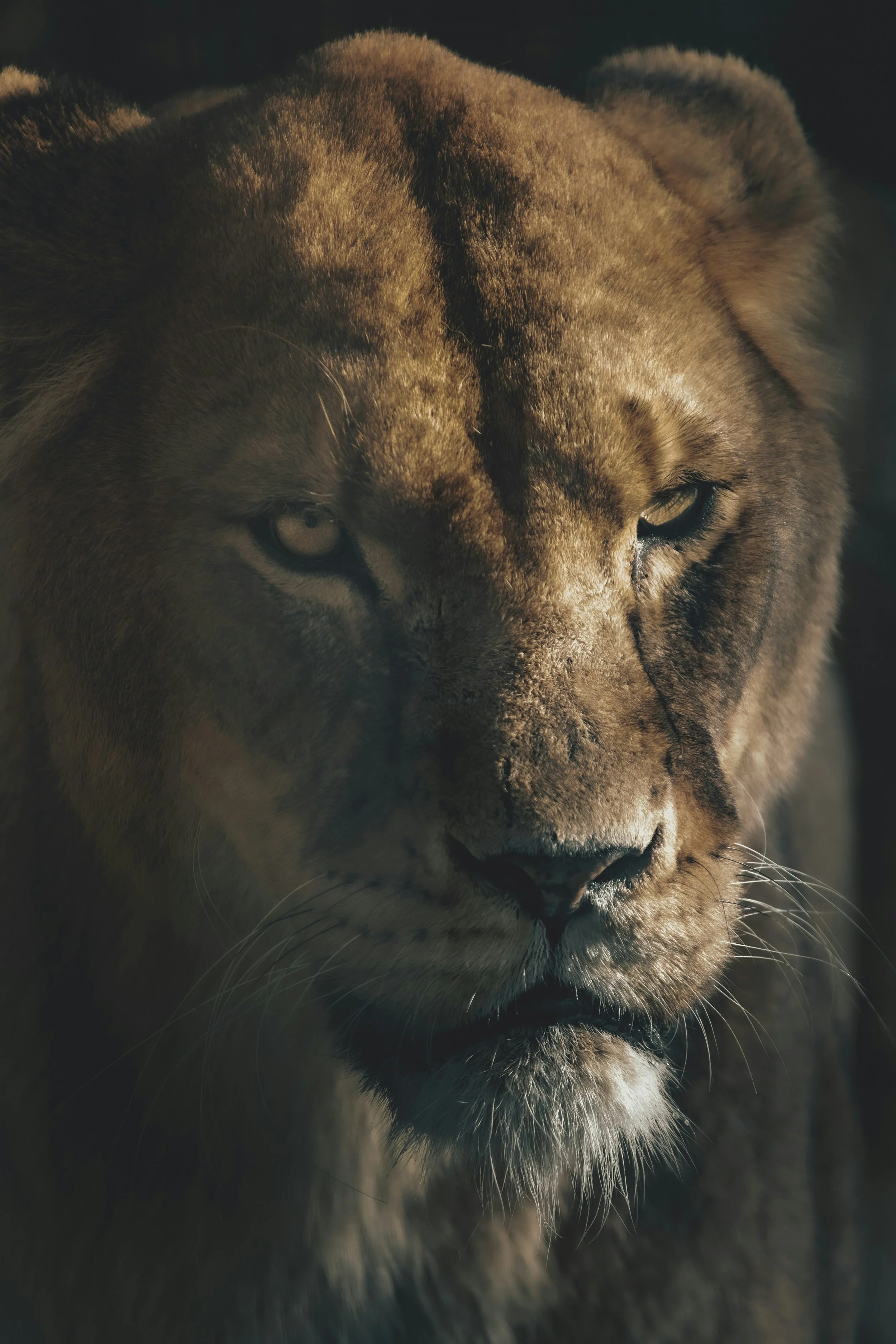 Daily fear & anger release