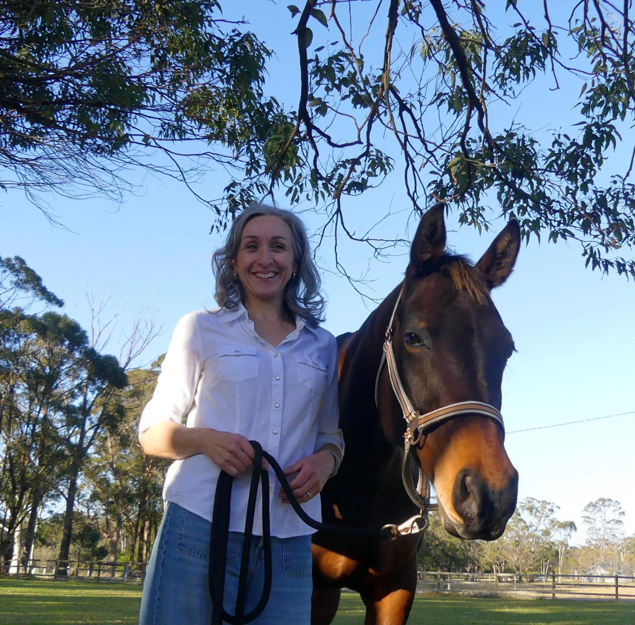 Horse after animal communication with Terebinth Wild Whisperings
