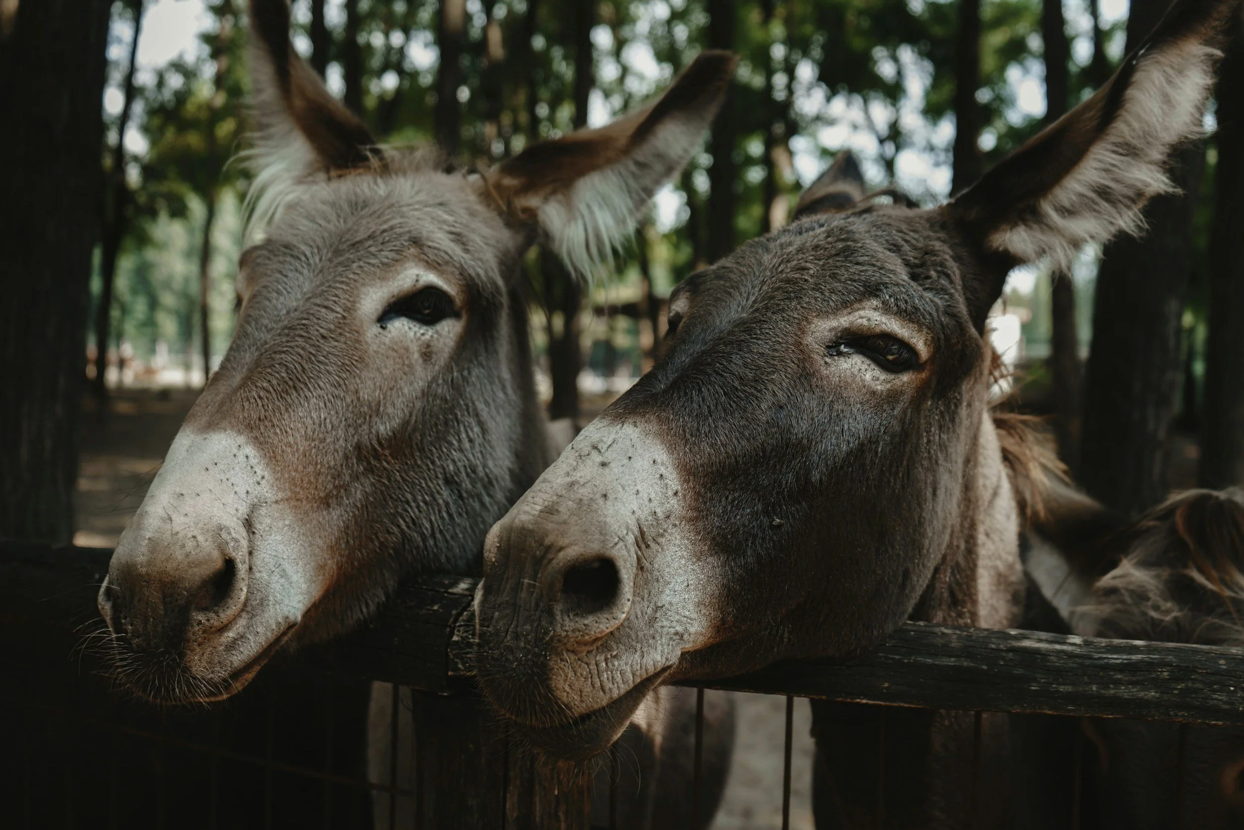 Groups of 2 animals for animal communication and energy healing sessions