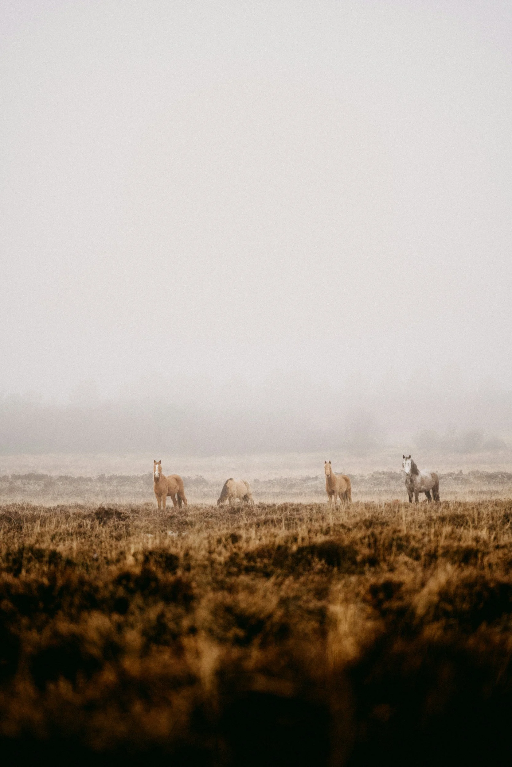 Groups of 4 animals for animal communication and energy healing sessions