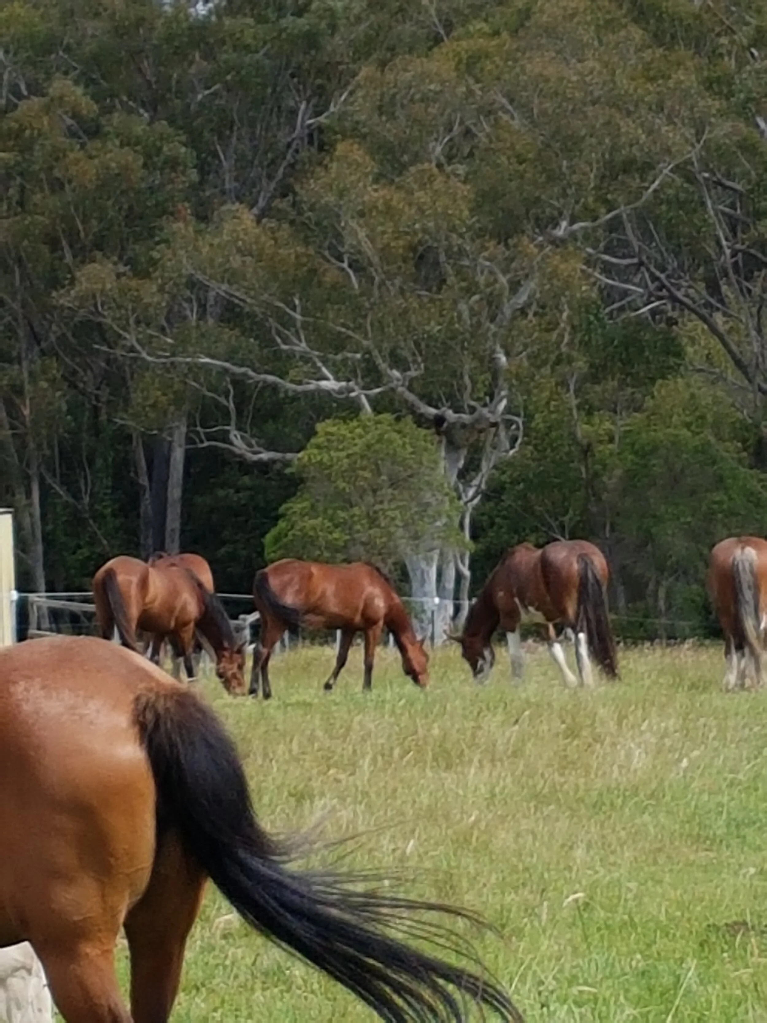 Can you “fix” behaviour with animal communication?