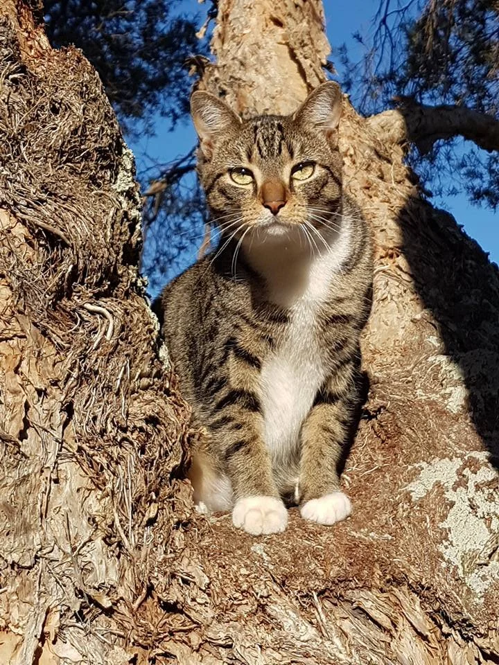 The topic of lost animals