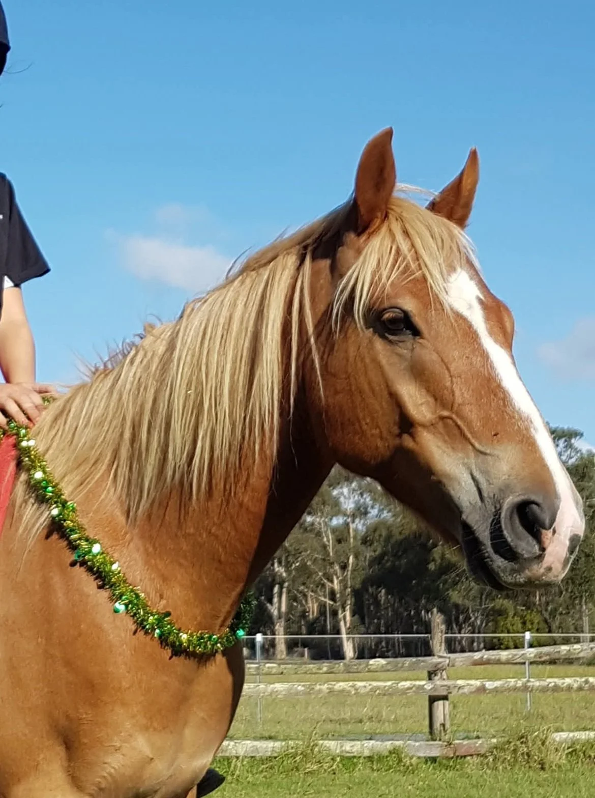 easily find out what your animal friend is feeling…