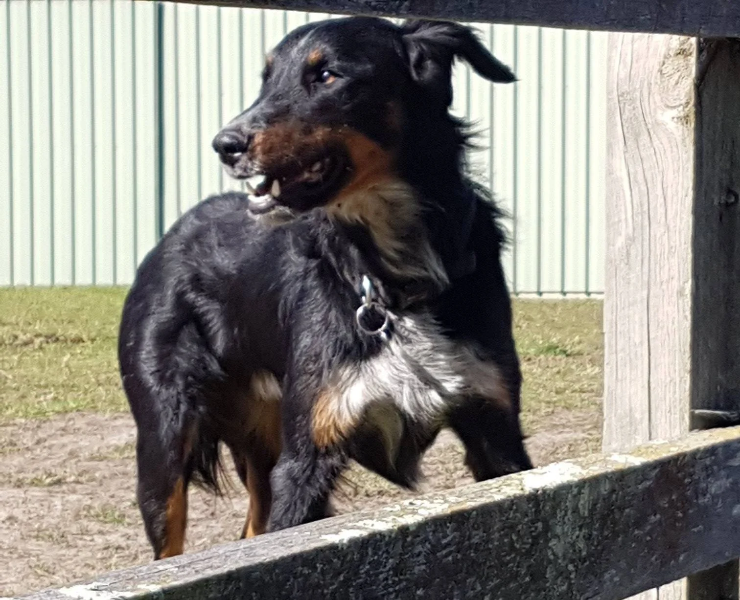 Beau cropped.JPG