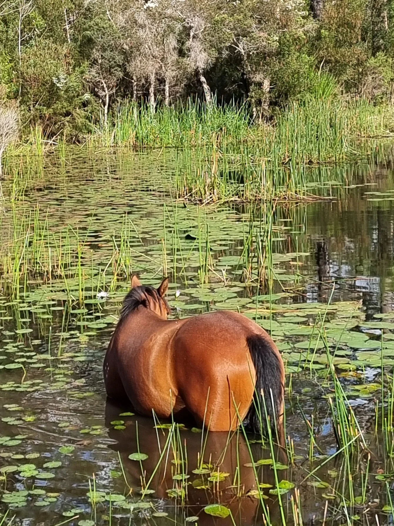 calm happy horse after energy healing at Terebinth Wild Whisperings
