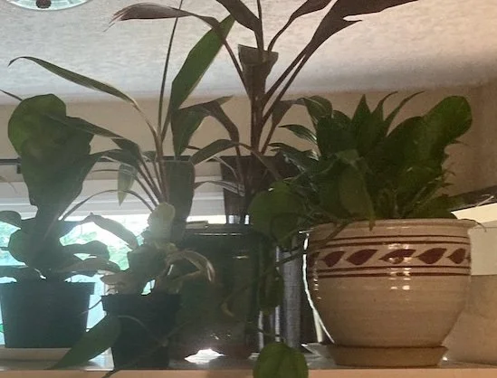Consultation and Design for Plant Installation and Maintenance Services
