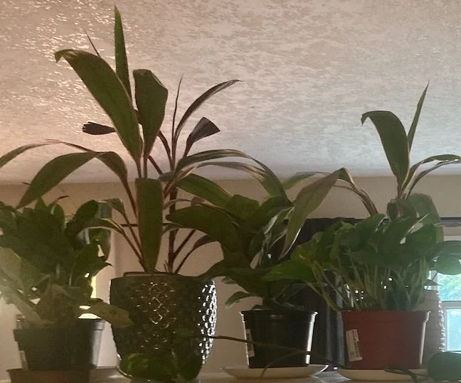 Plant Maintenance Service - Basic