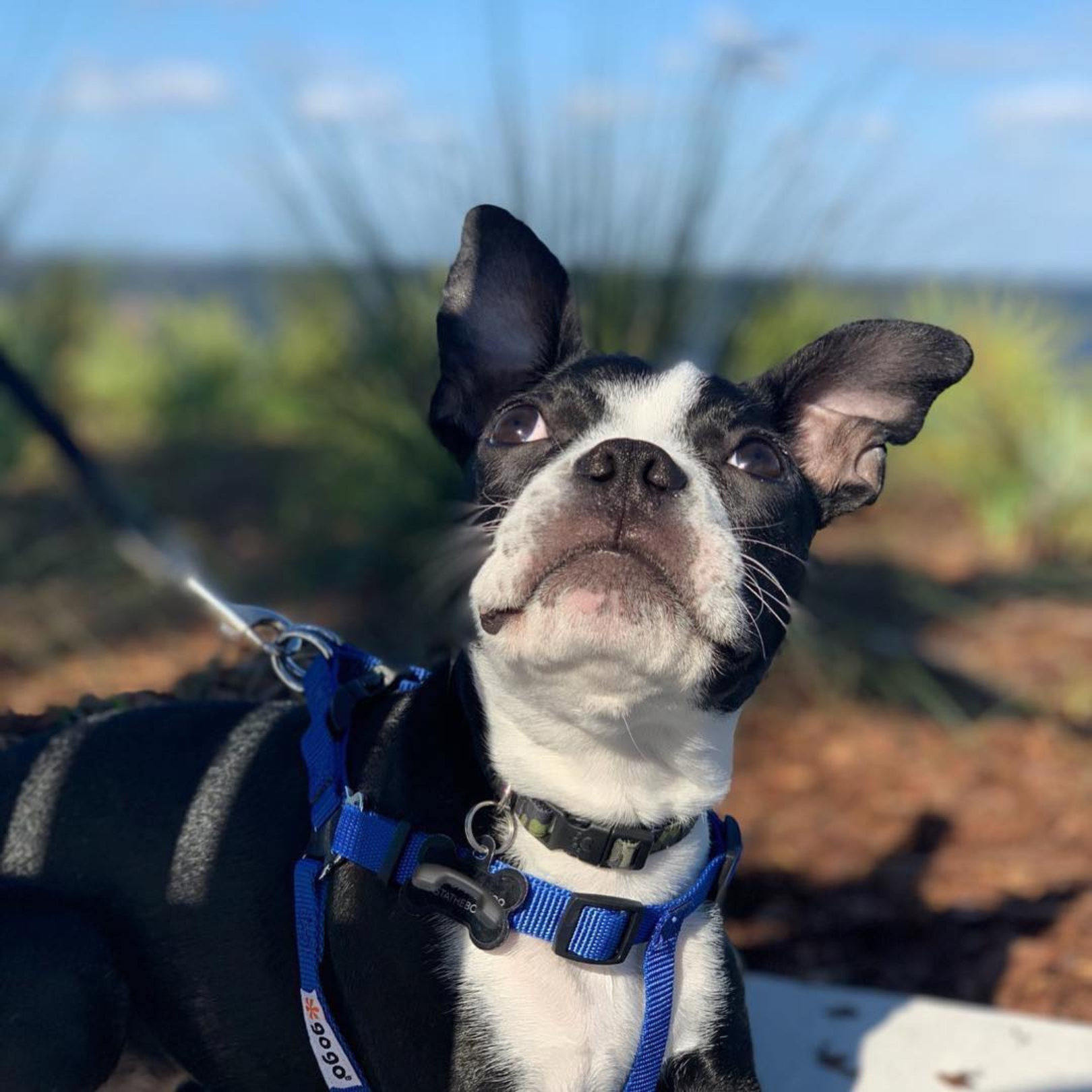 Artvark Pet Products Social Media Marketing - Kristina Nihan Design Marketing UX UI Small Business