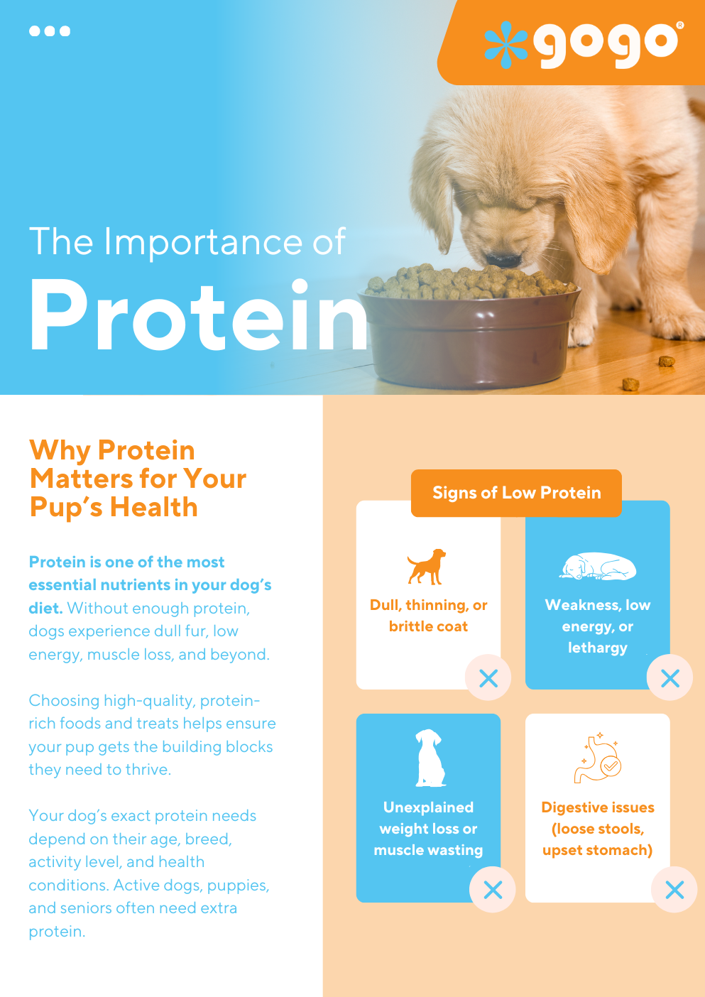 GoGo Pet Products Email Newsletter Marketing - Kristina Nihan Design Marketing UX UI Small Business