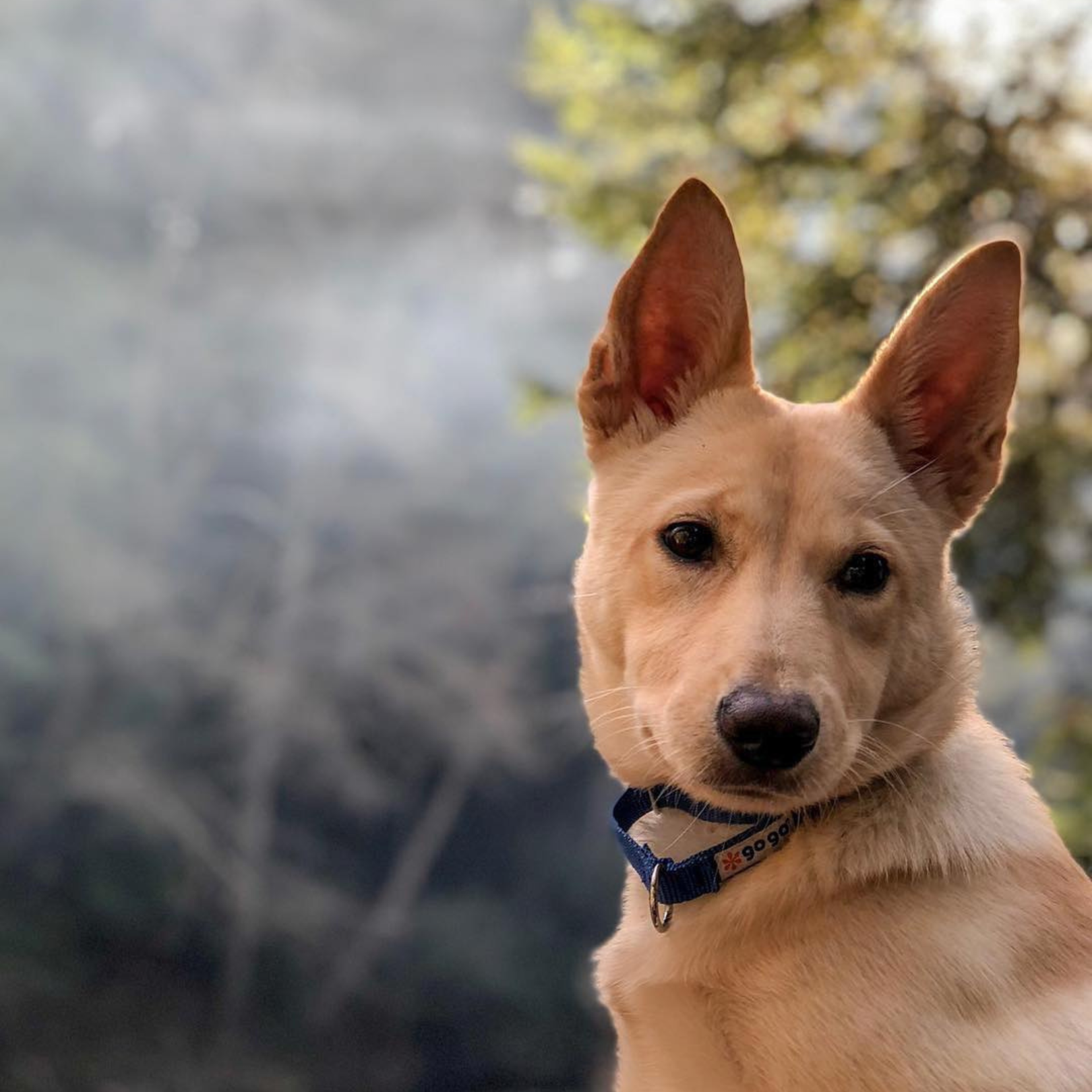 Artvark Pet Products Social Media Marketing - Kristina Nihan Design Marketing UX UI Small Business