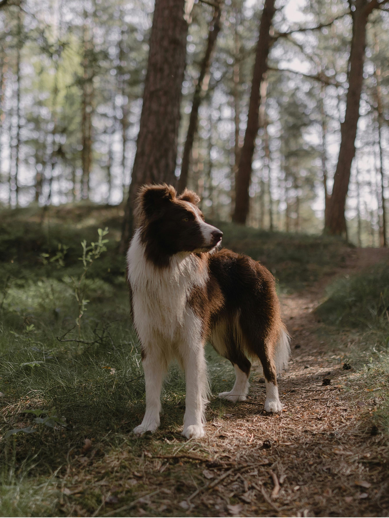 Kristina Nihan Artvark Pet Products Portfolio Project