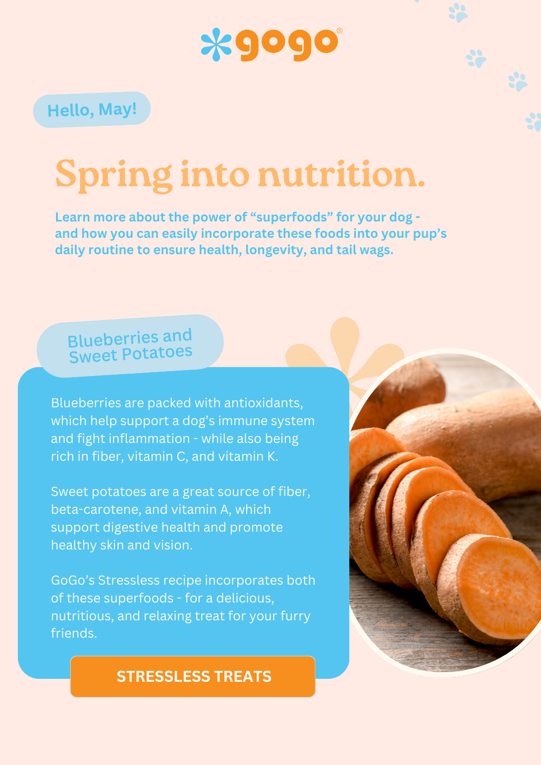 GoGo Pet Products Email Newsletter Marketing - Kristina Nihan Design Marketing UX UI Small Business